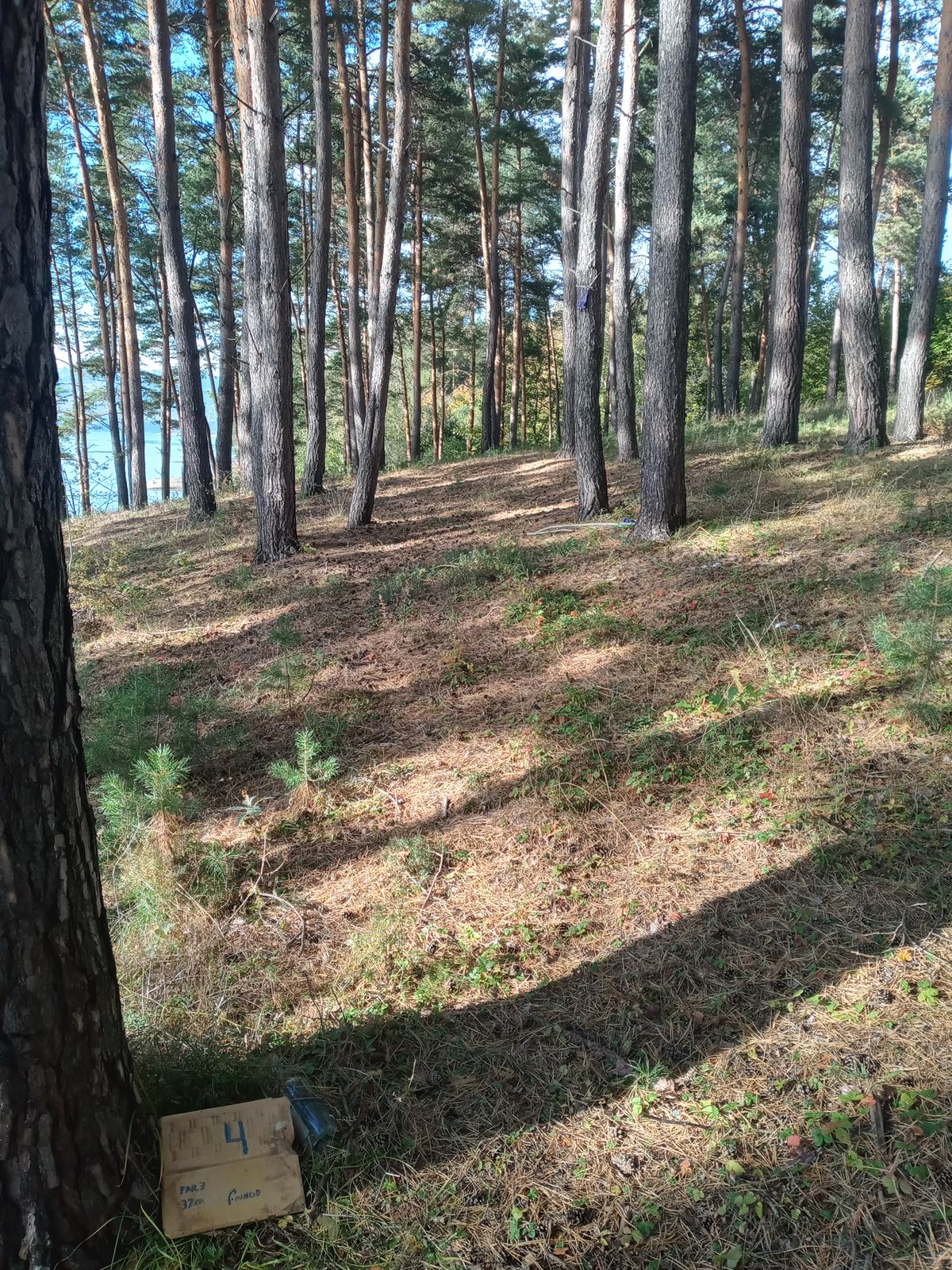 Hole 4 Tee