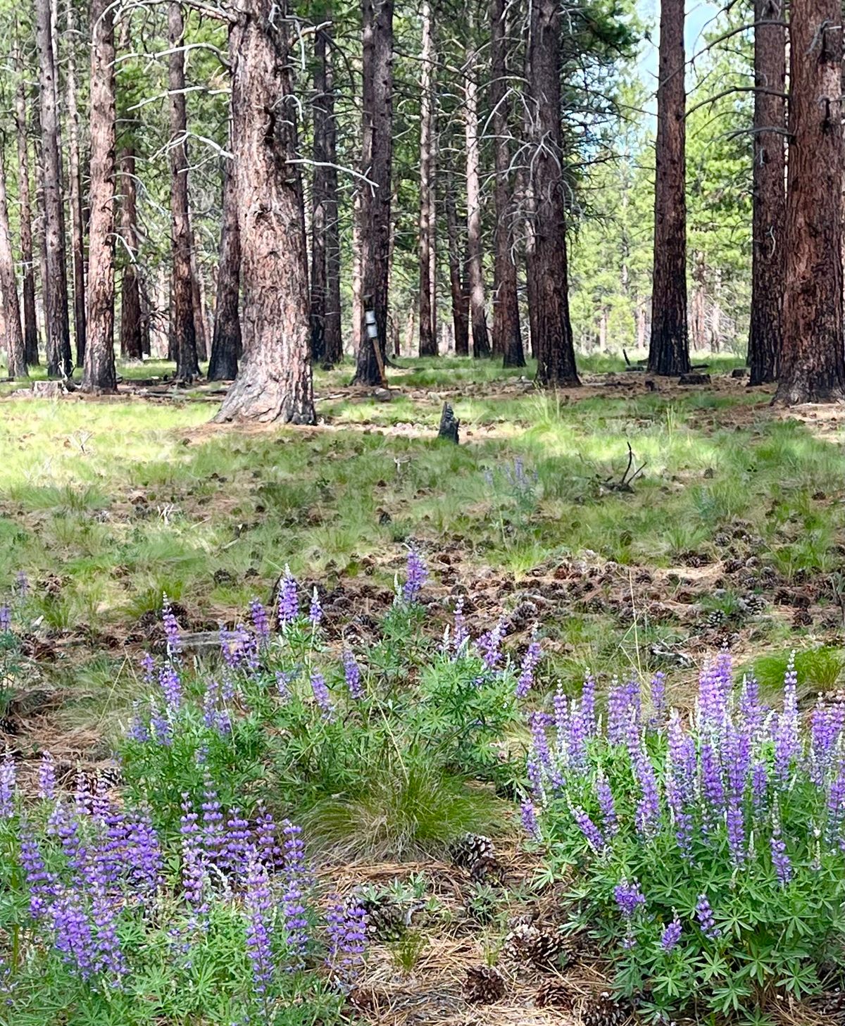 Lupine with the cans for hole 16 in the background