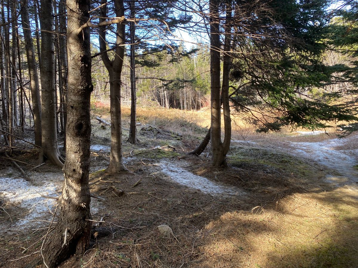 Hole 4 from Tee