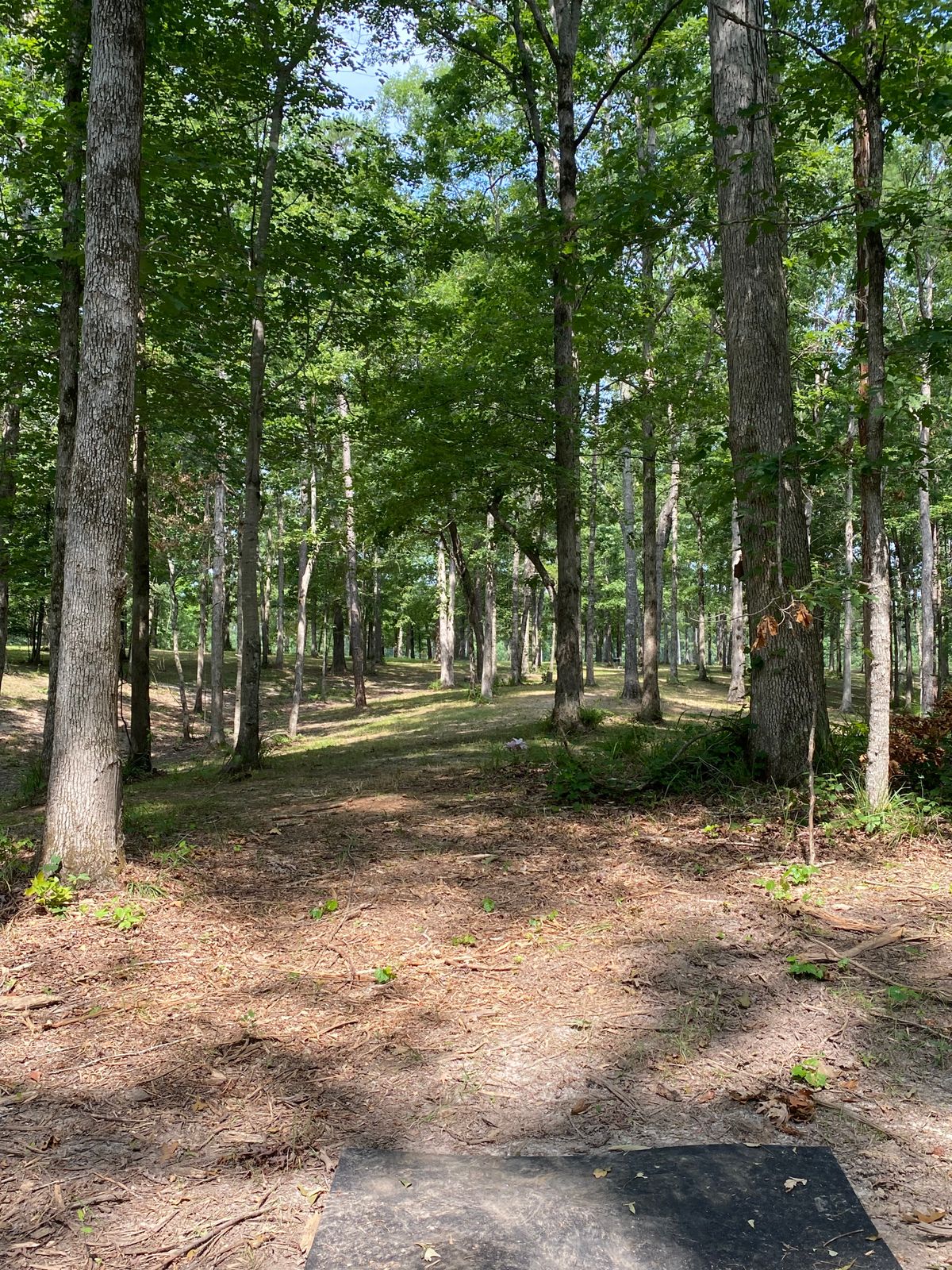 #13 over the signature “Dog Hill”