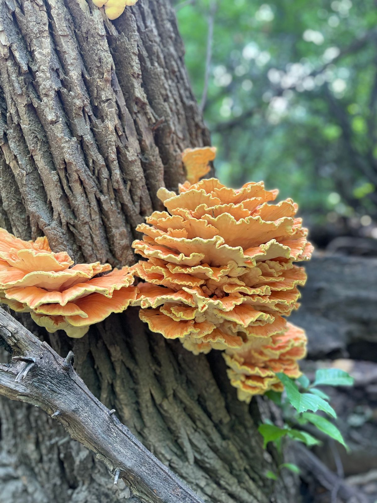 Majestic fungus.. lol