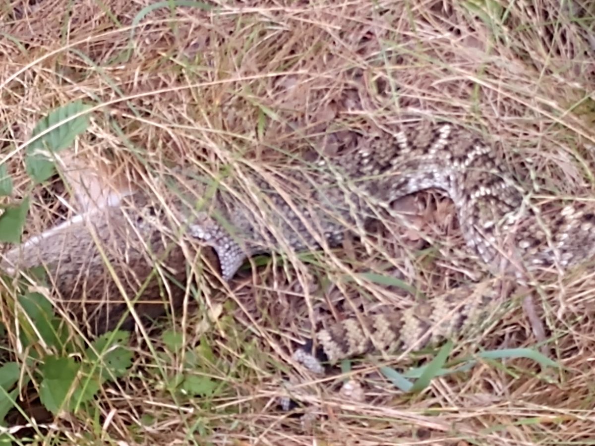 Rattlesnake eating dinner on #8 fairway