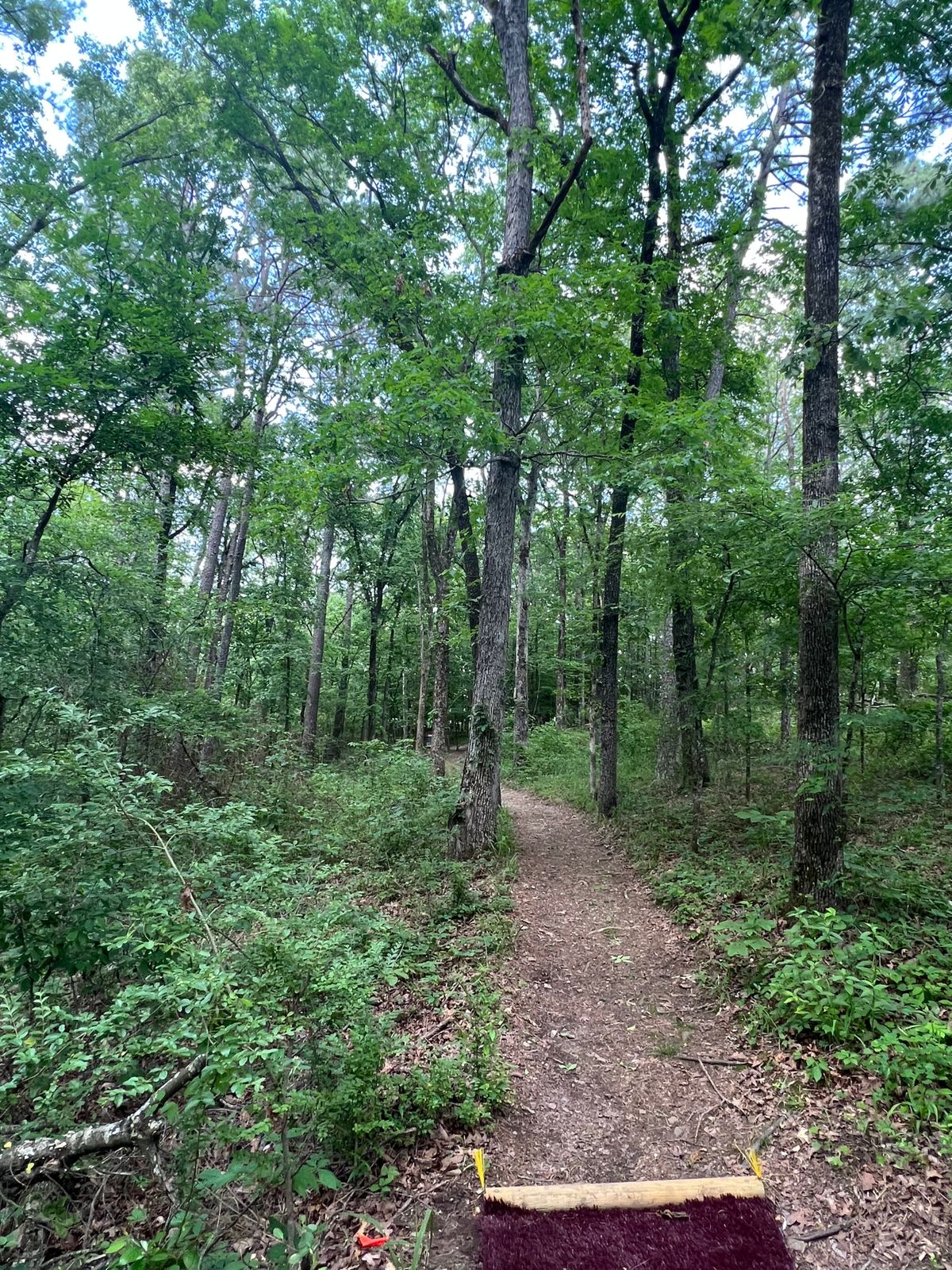 Hole 7 tee pad. Basket is viewable but hidden behind trees. 156 feet