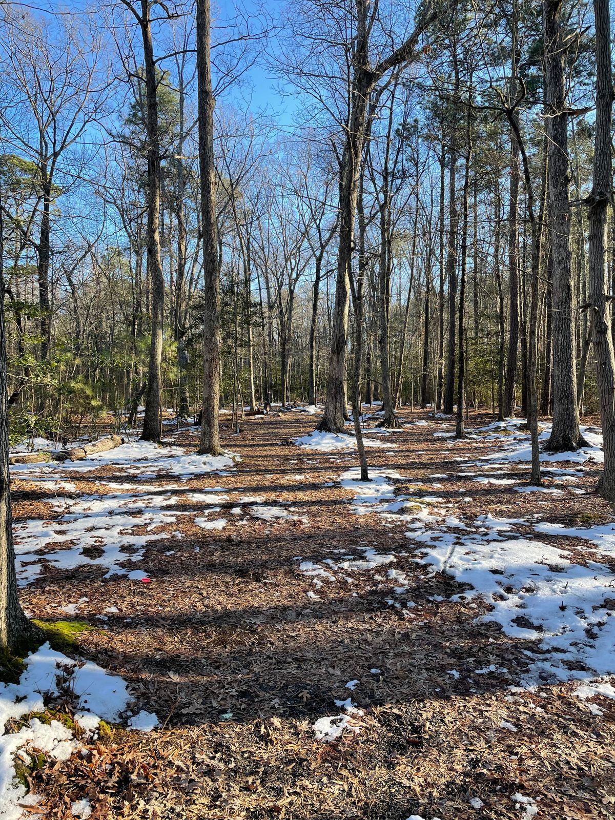 Fairway 8 today