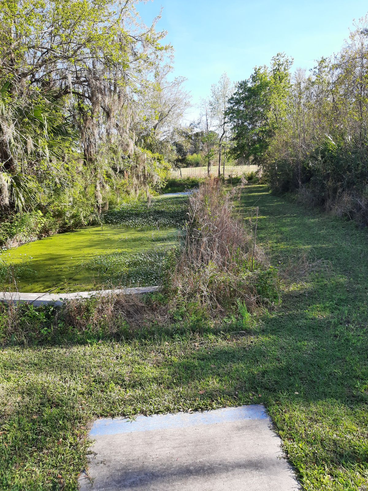 Fairways not cut no bridge