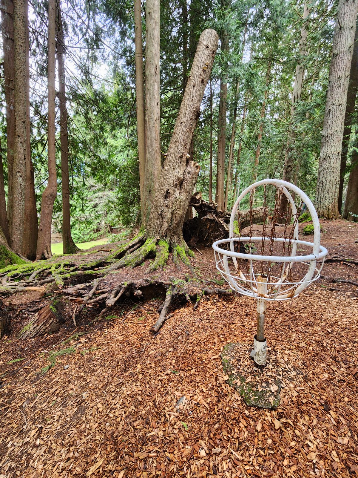 Basket #1
