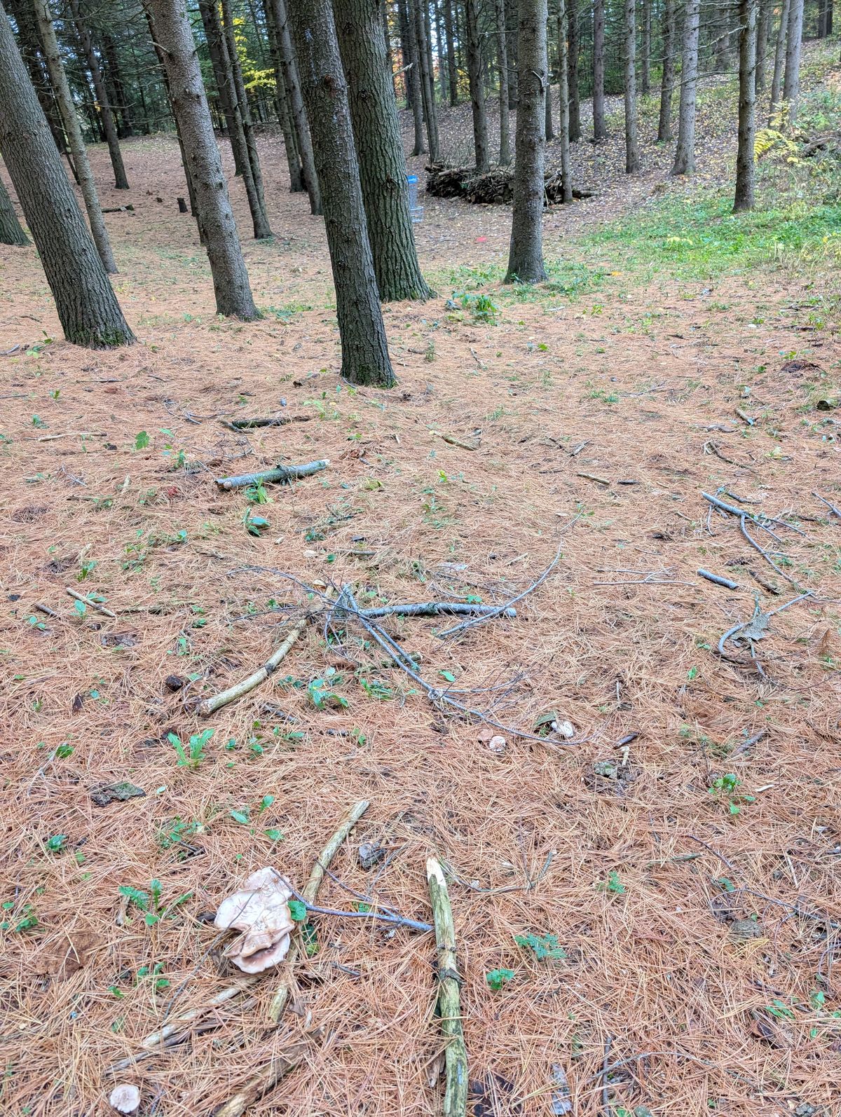 I found mushrooms growing on the course.