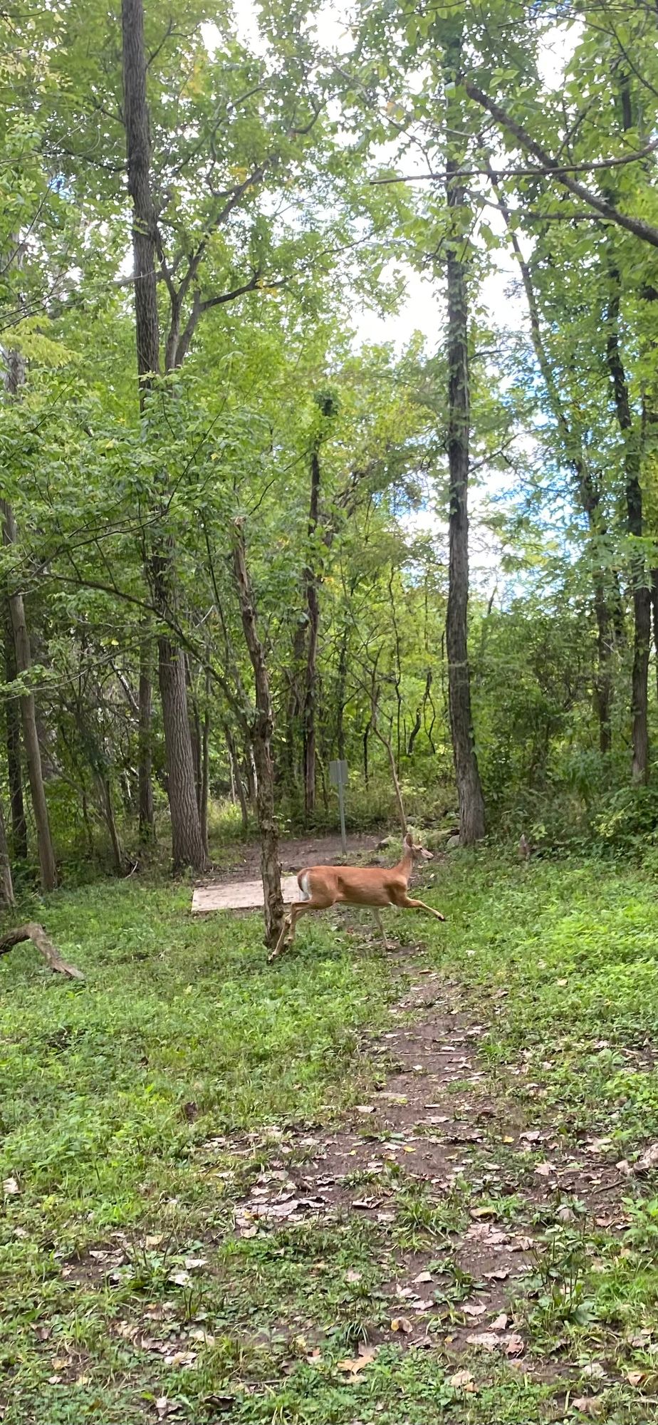 Falls Park Disc Golf Course