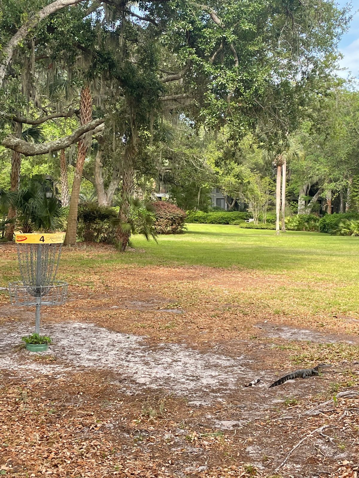 Watch out for the baby alligator on hole 4!