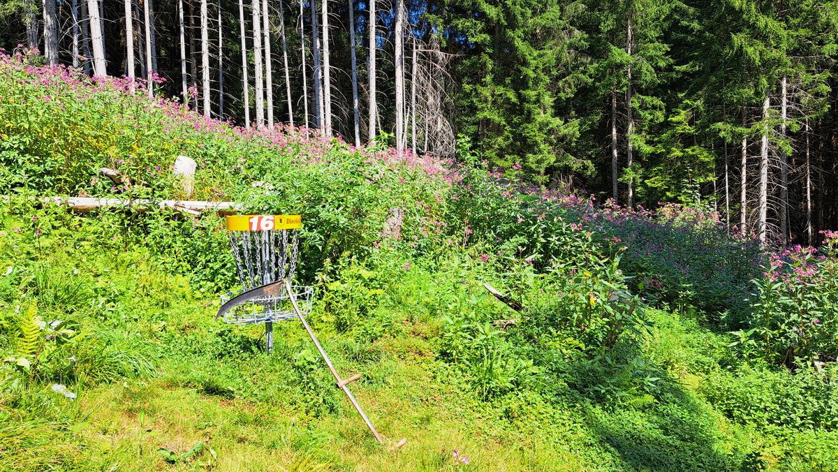 Pretty but invasive plants behind basket 16 require frequent "shaping"! You probably won't want to overthrow here!