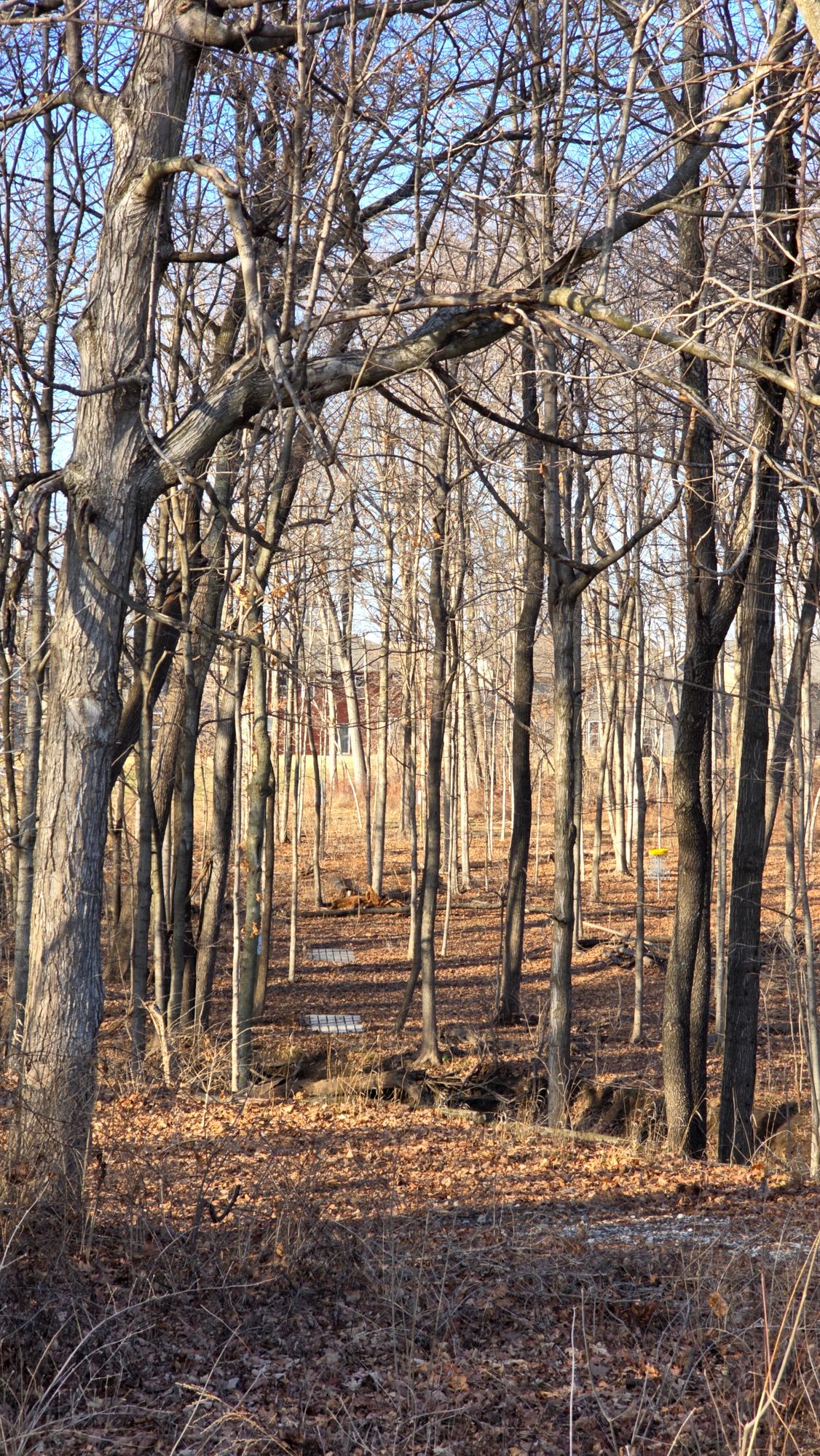 hole 3 from the fairway looking back