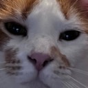 blandpoet