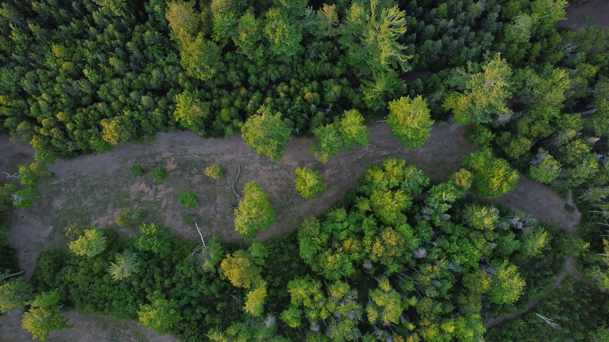 Hole 7 - overhead view. Blue tee visible on far right. Basket is just out of sight to left of image