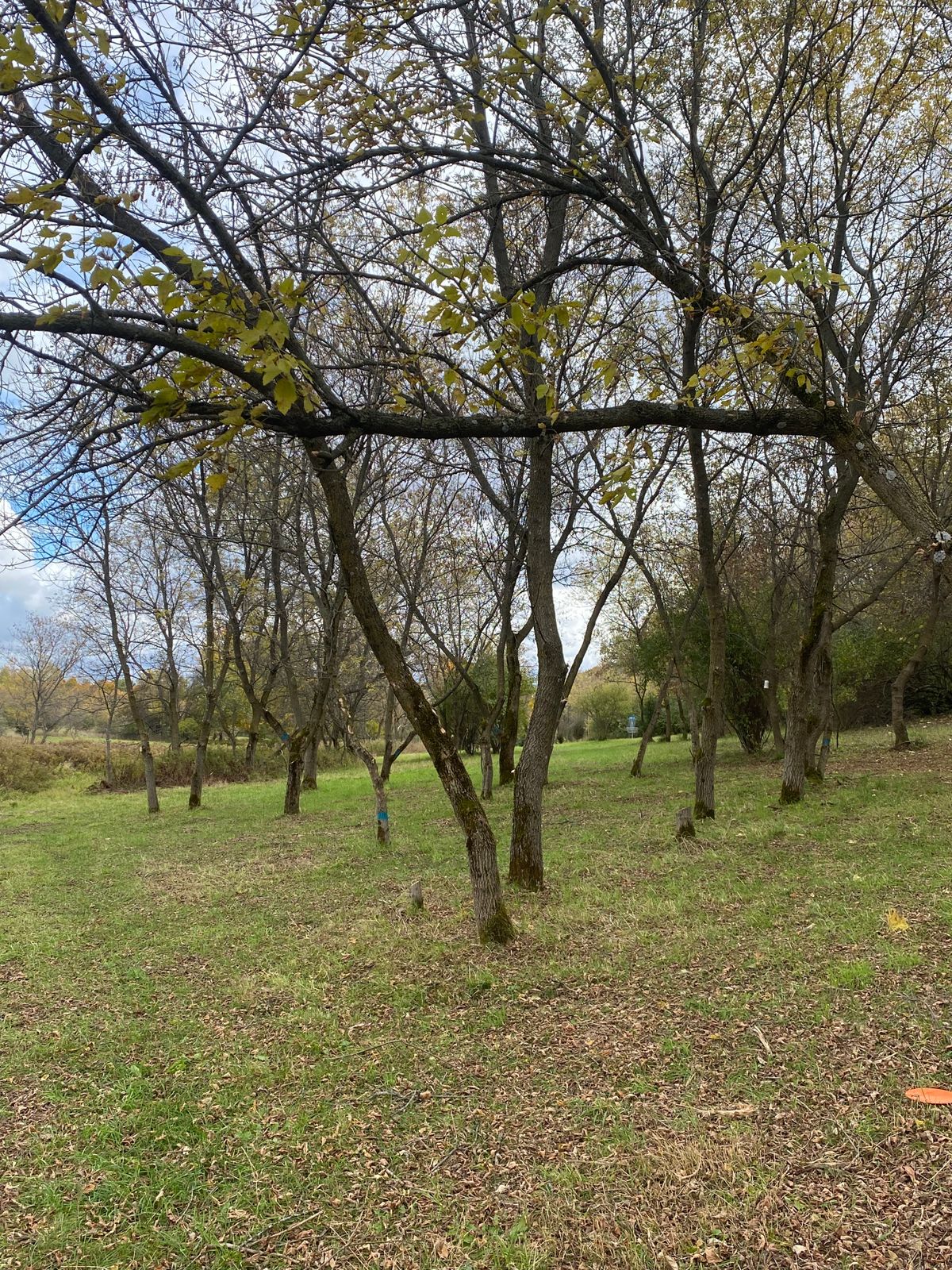 View of Hole 8 Basket through trees