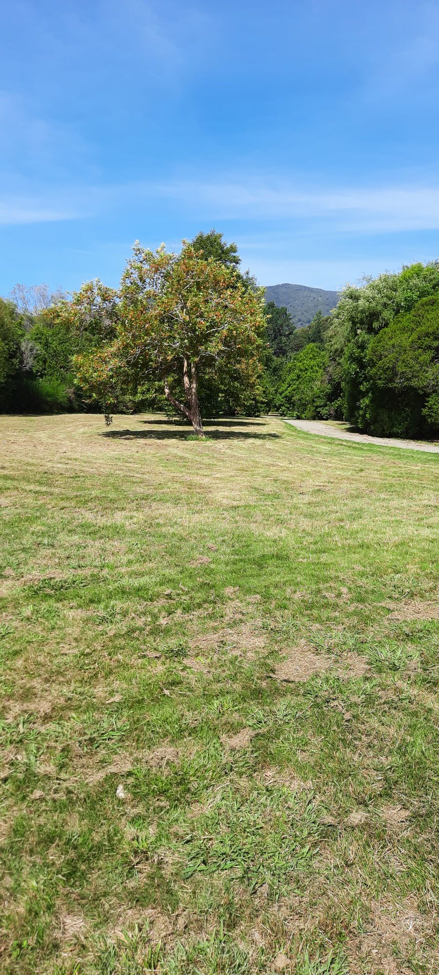 Hole 7. Looking down the fairway