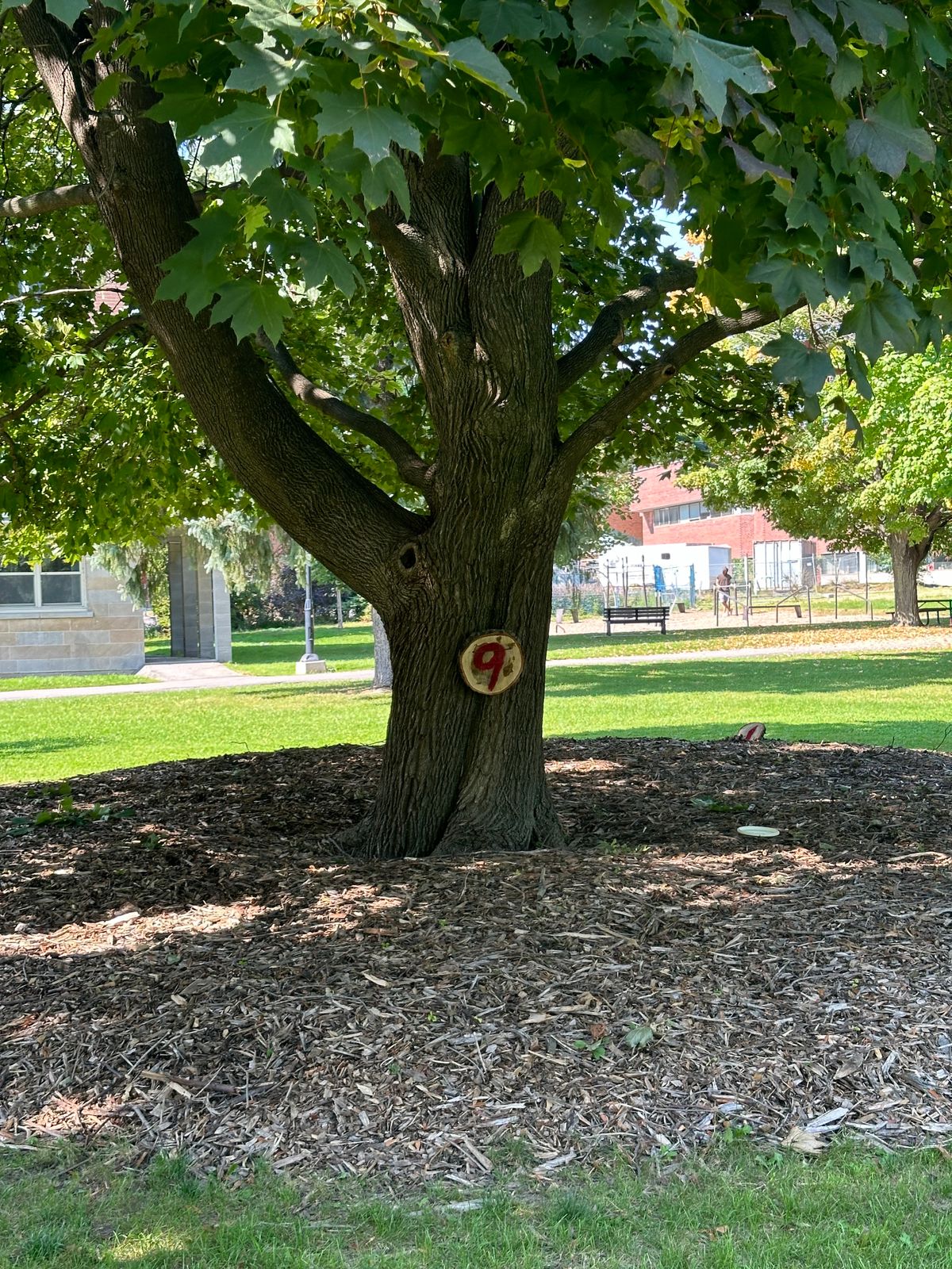 Tree target of 9