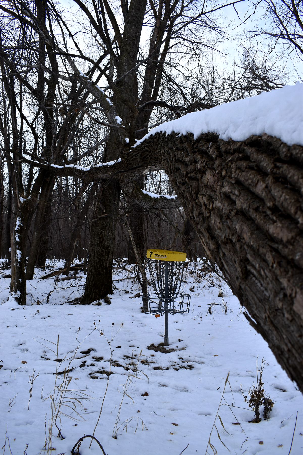 Hole 7. Barely saved from a tree!