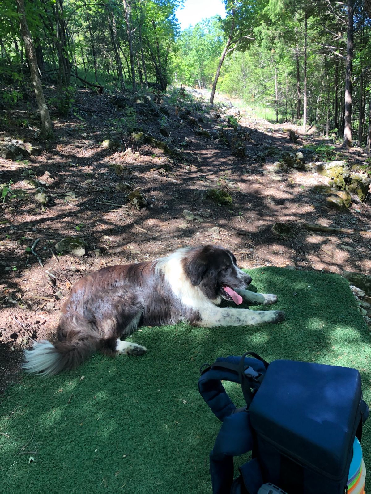 Resident dog. Very friendly!