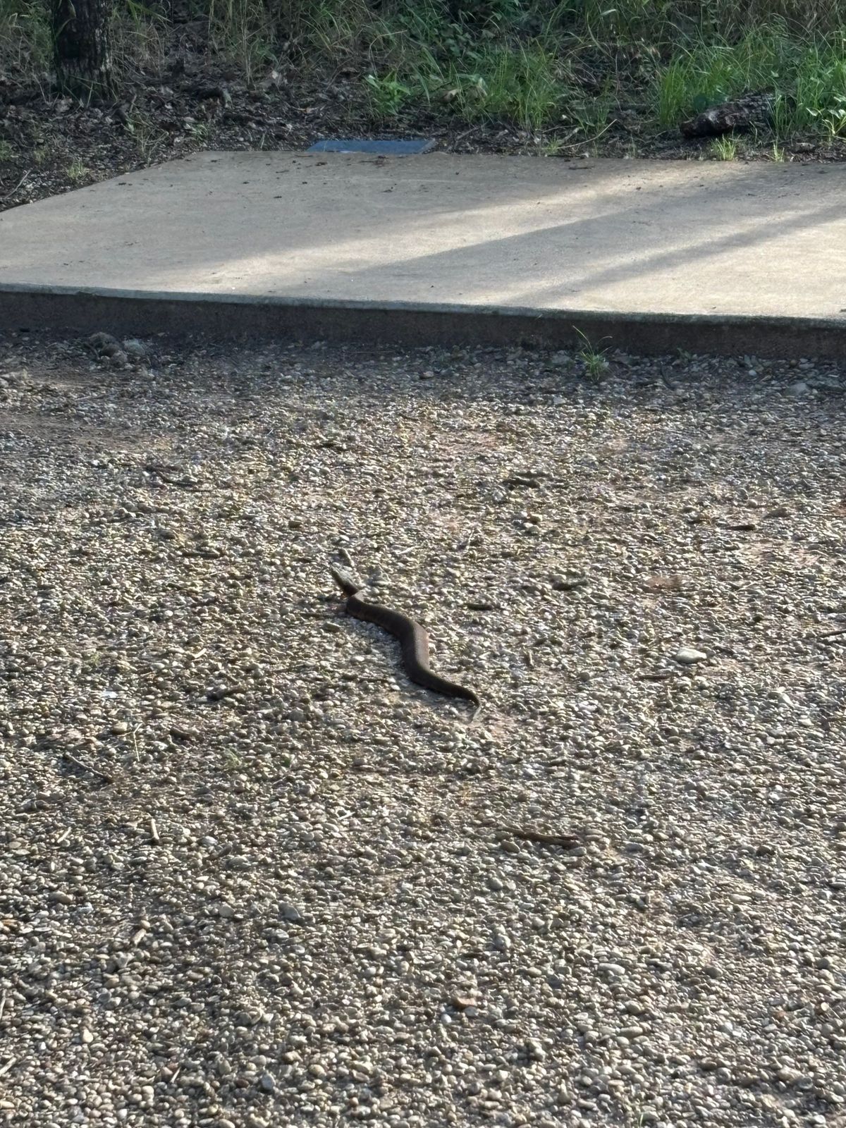 Snake waiting for me next to tee box of 9.