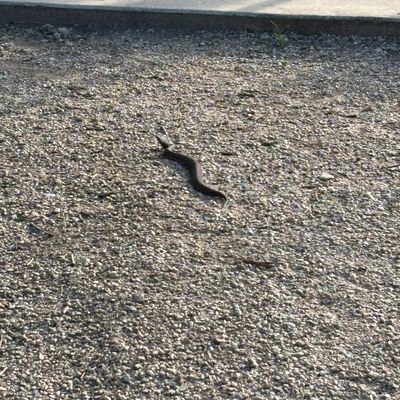 Snake waiting for me next to tee box of 9.