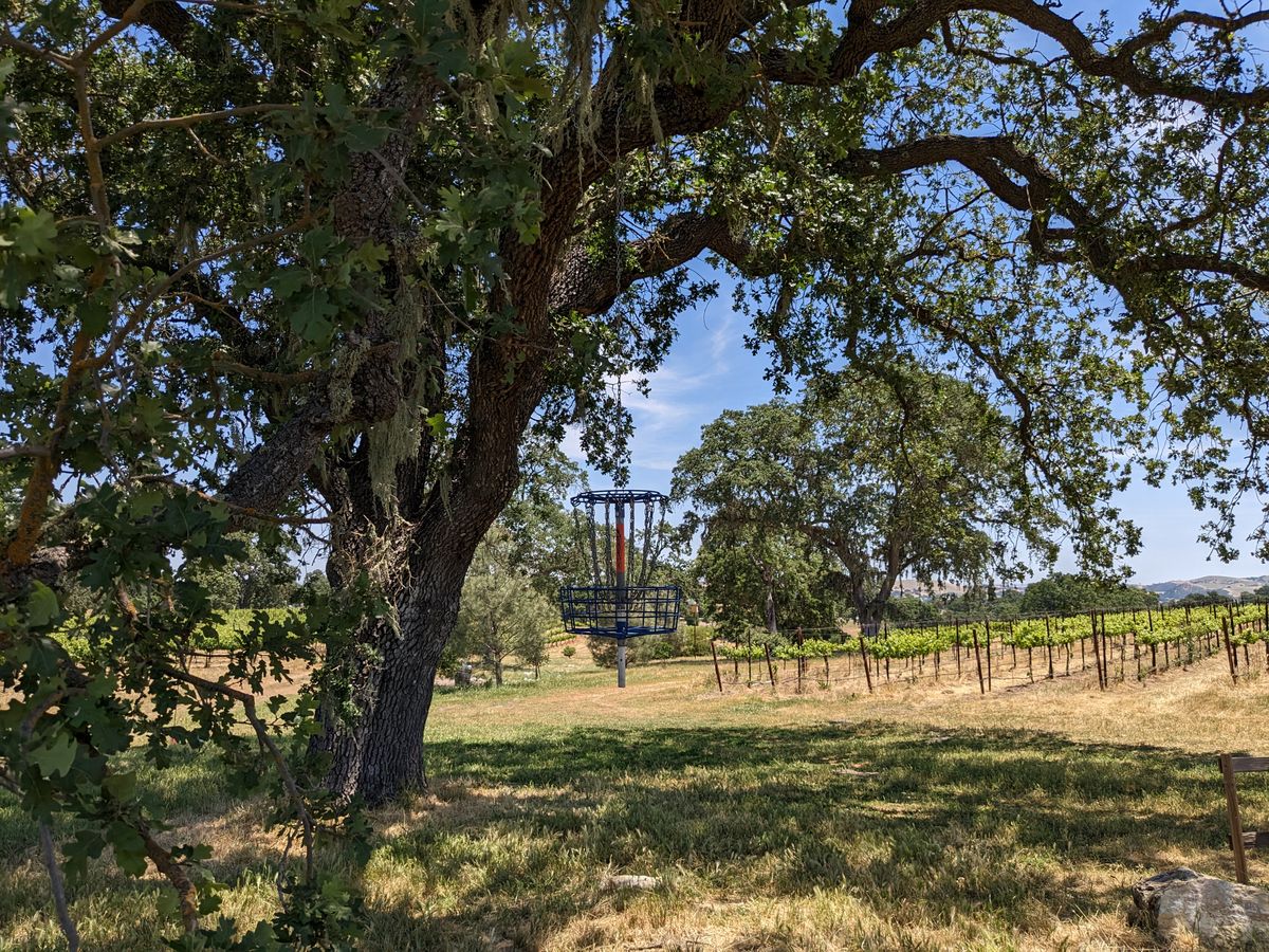 World famous hanging basket. Teepad is behind the vines in the background, just to the left of the oak tree.