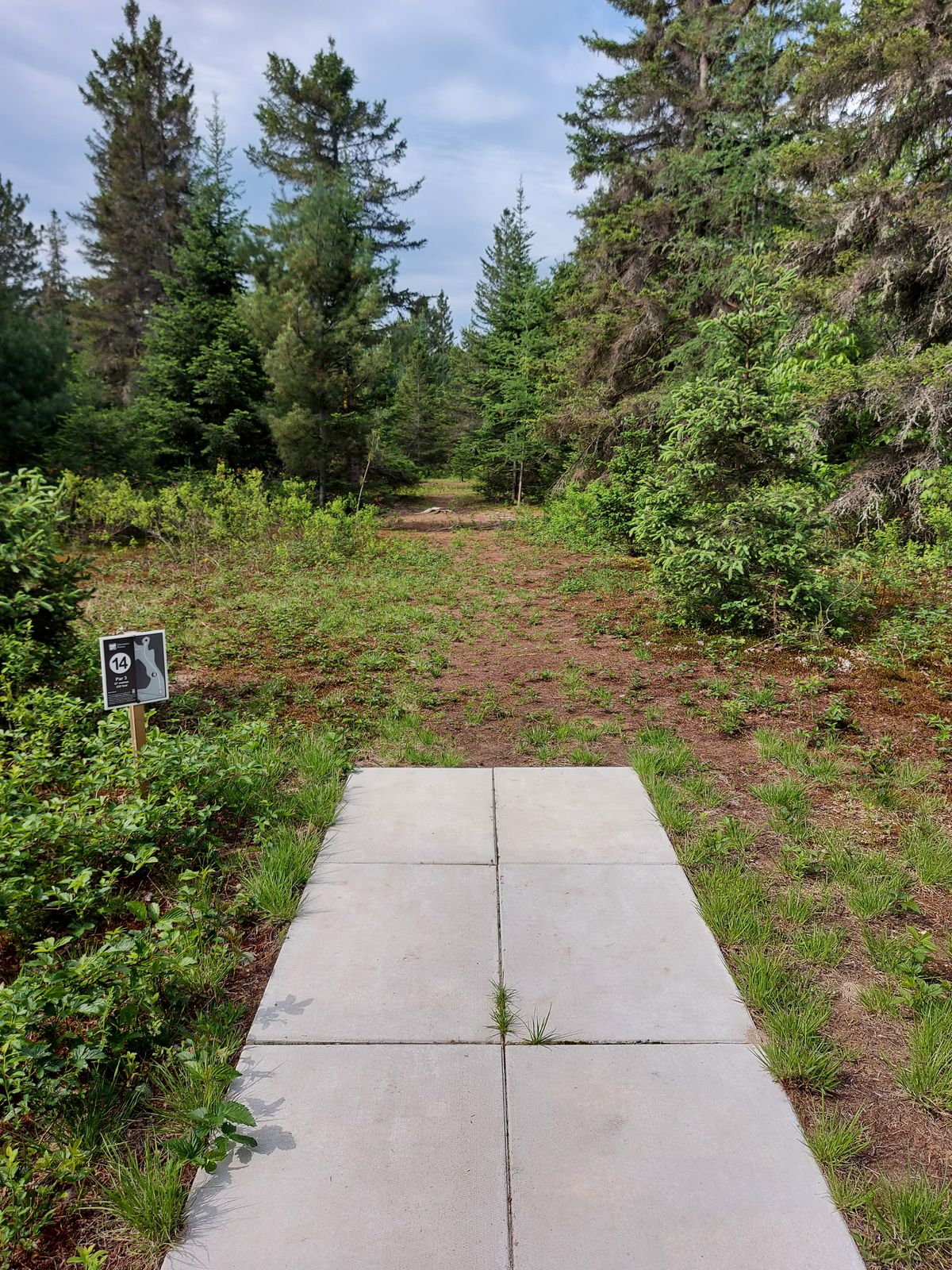 Tee pad 14. 🍁🌲🌲🍁🌲