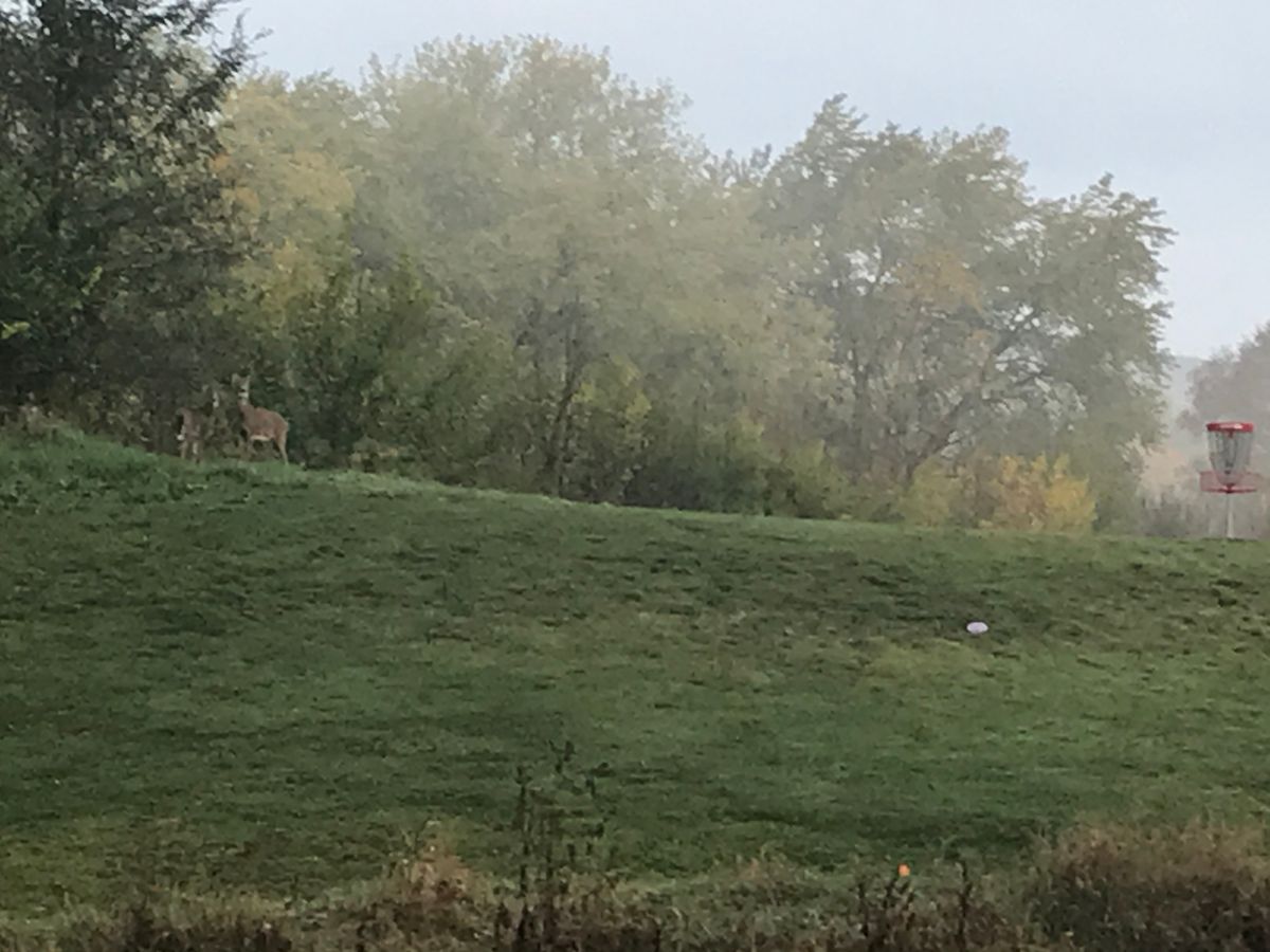 Deer by #1 basket. Almost always early morning wildlife around.