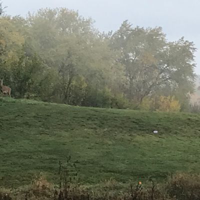 Deer by #1 basket. Almost always early morning wildlife around.