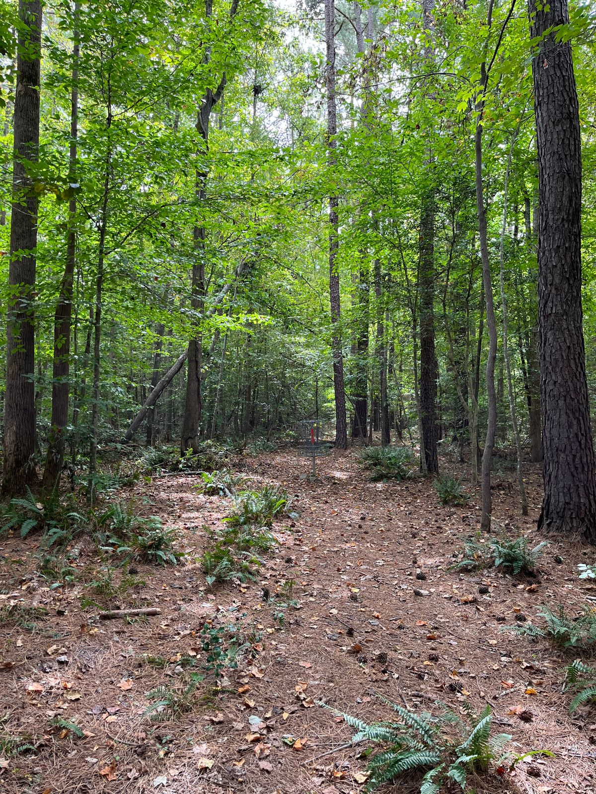 Hole 7: basket