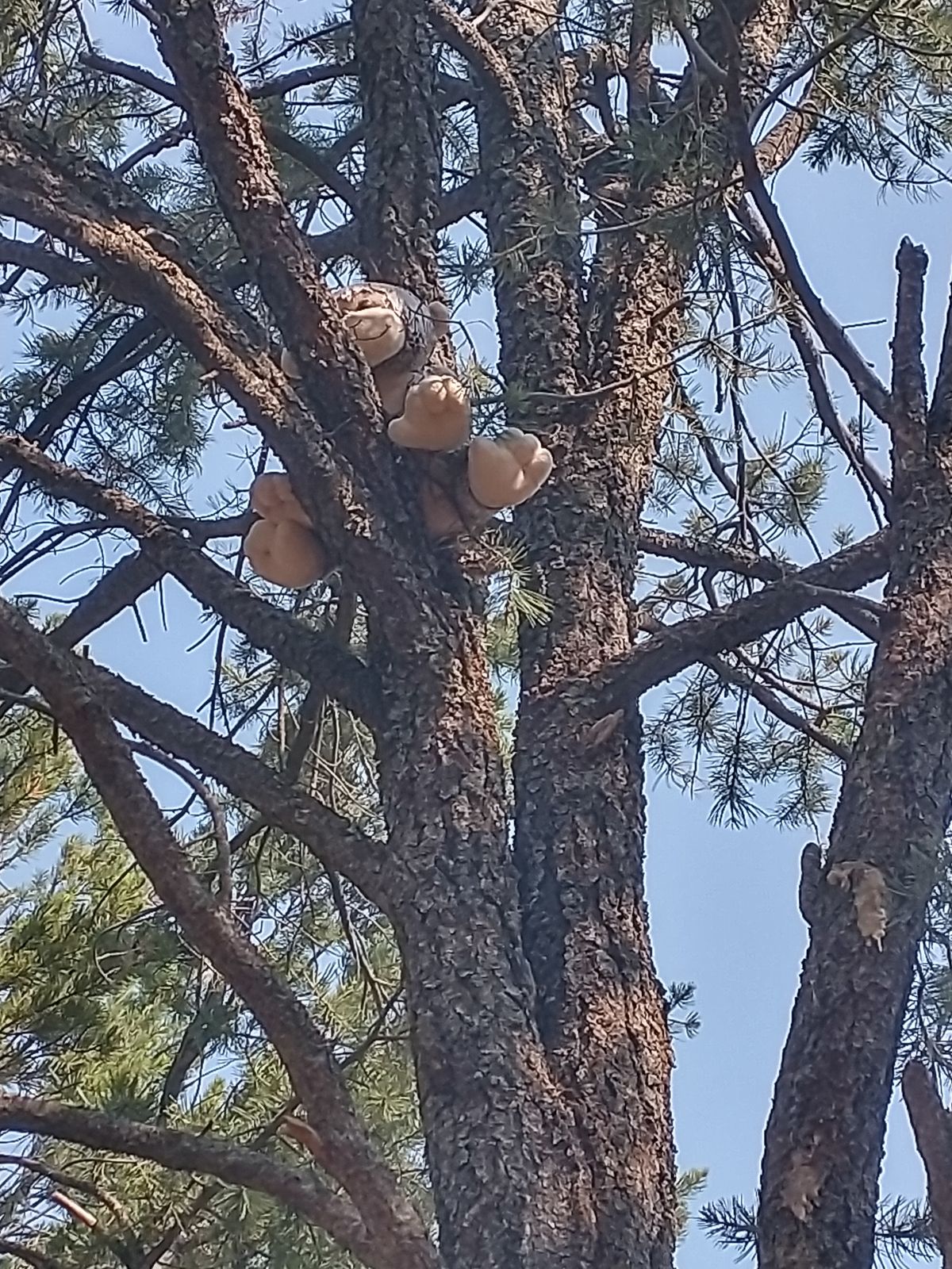 Careful, this monkey in a tree on hole 17 is hard to get past...