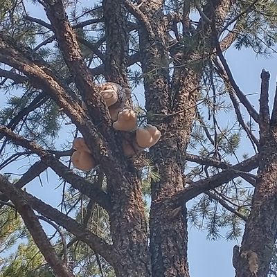 Careful, this monkey in a tree on hole 17 is hard to get past...