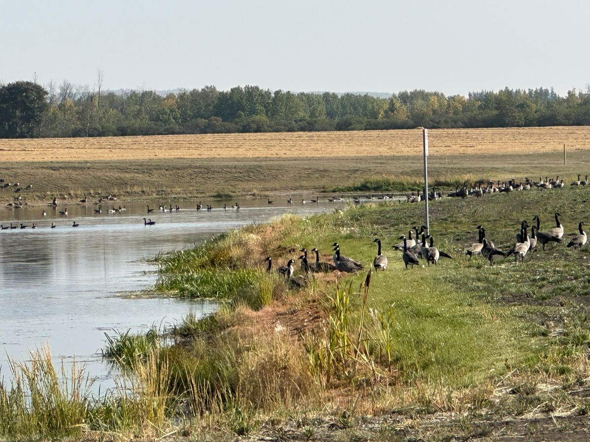 Be aware of goose droppings.