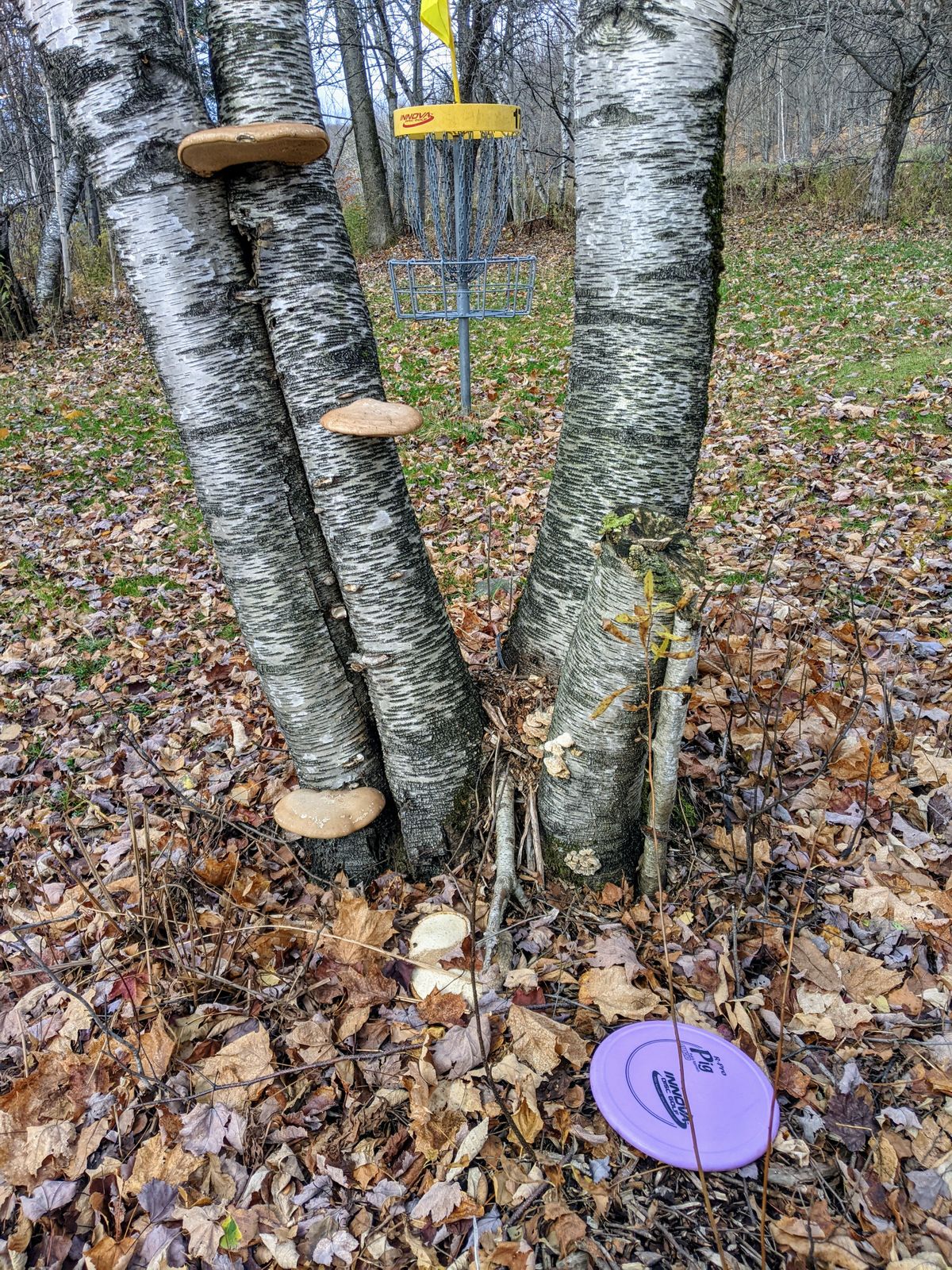 #17's goal. The wood ears look like discs stuck into the wood of the tree.