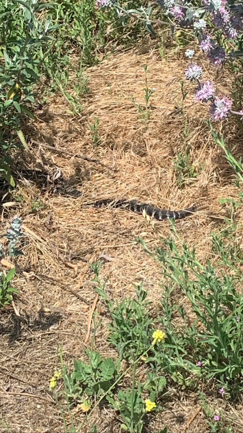 On hole 10 and another on 12., heard there was one on hole 5 as well …