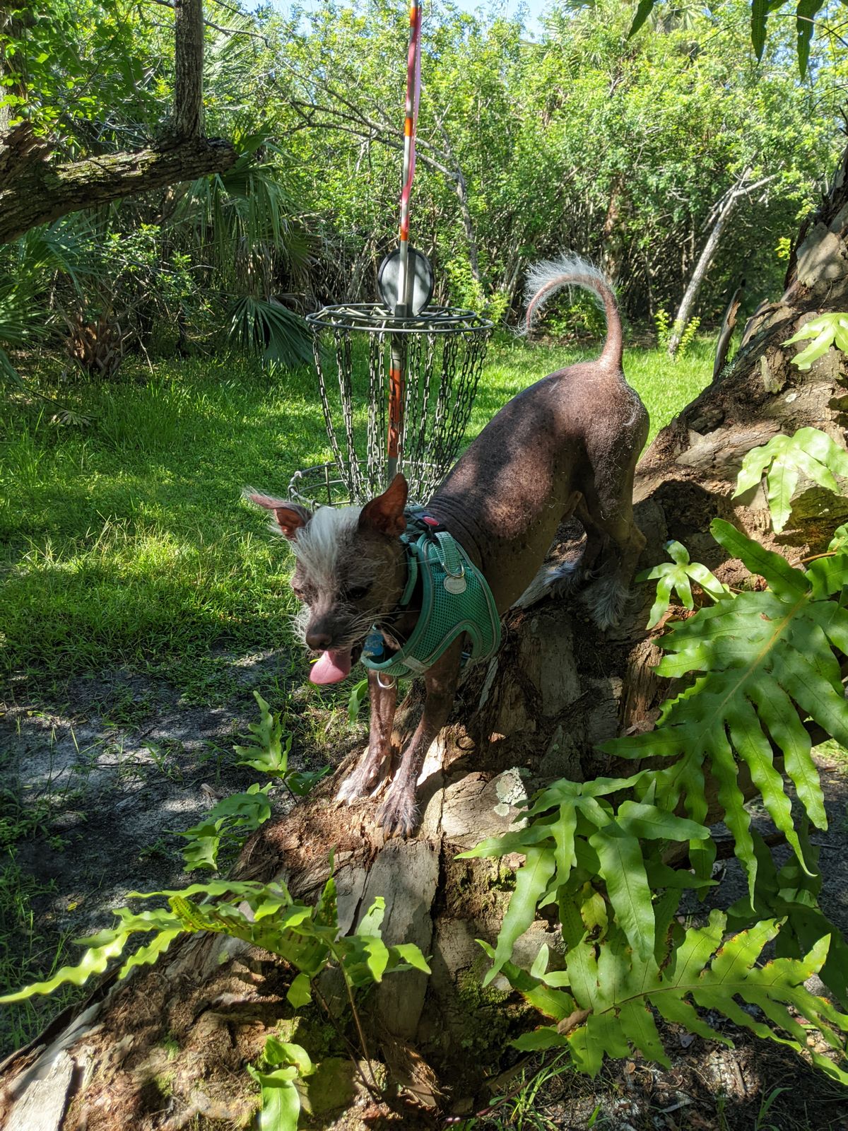 Found a baby hippo or something climbing the tree behind the basket on hole 18.