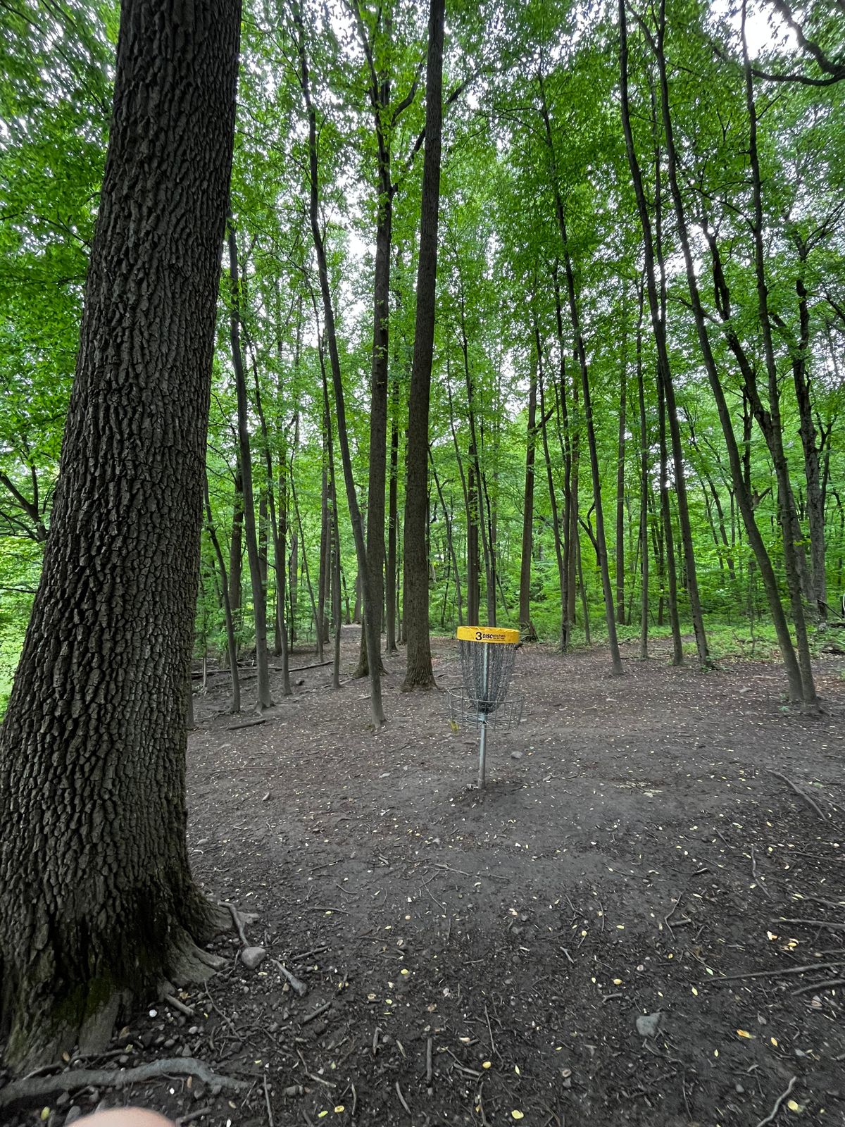Hole 3 yellow green
