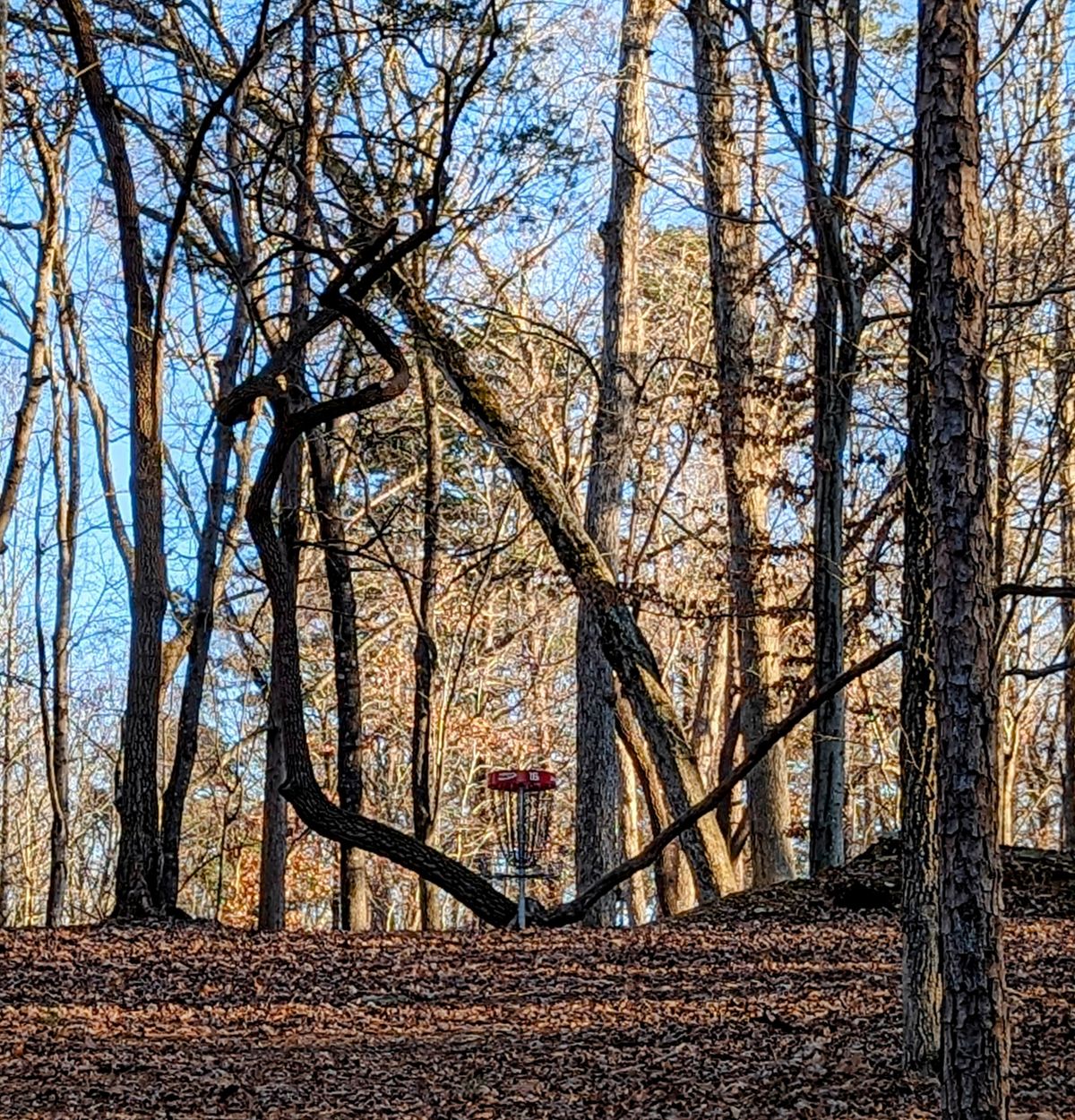 Webster's Run