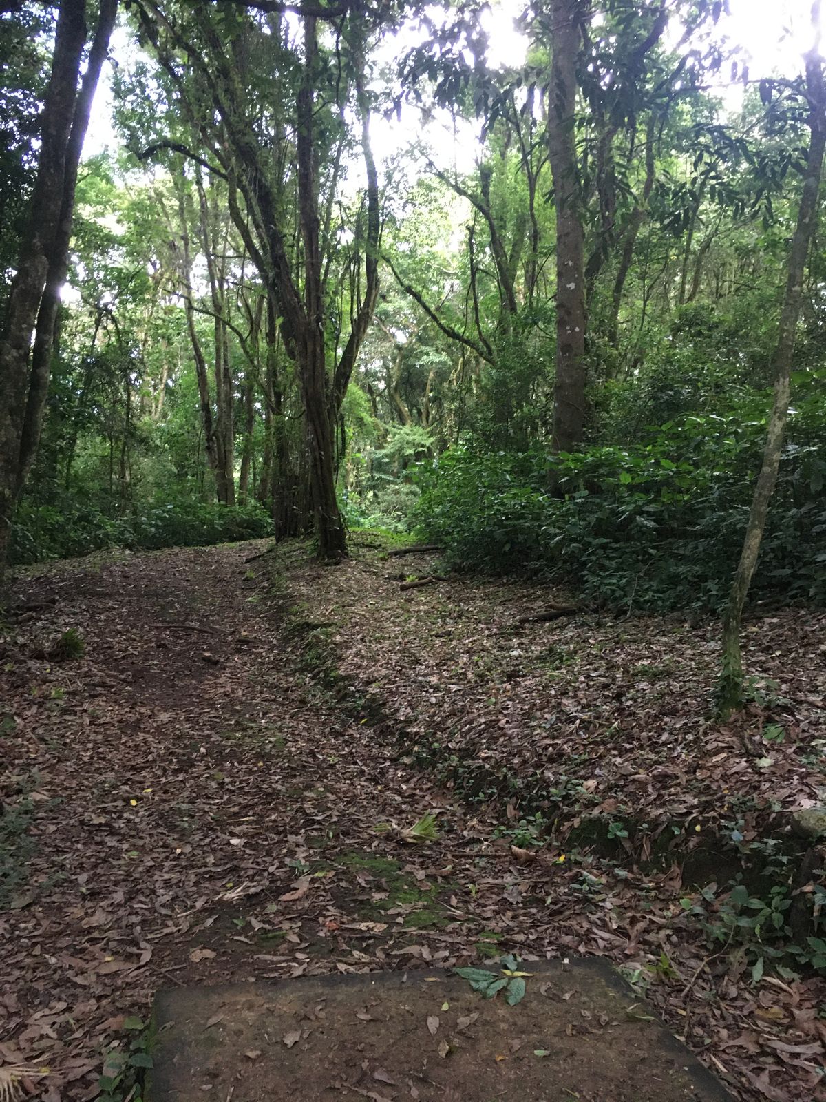 Hole 3 Short Tee