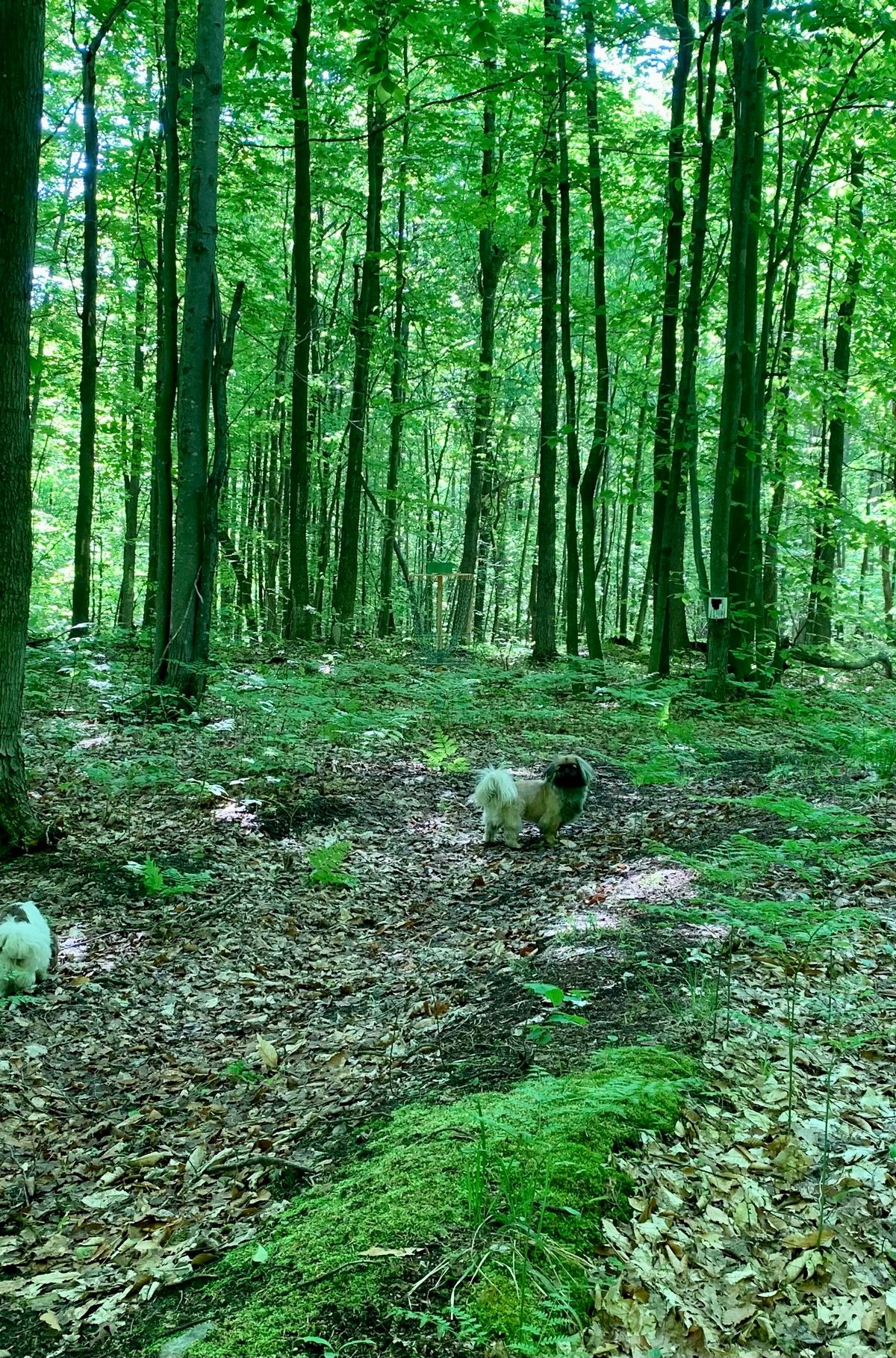 Hole 14