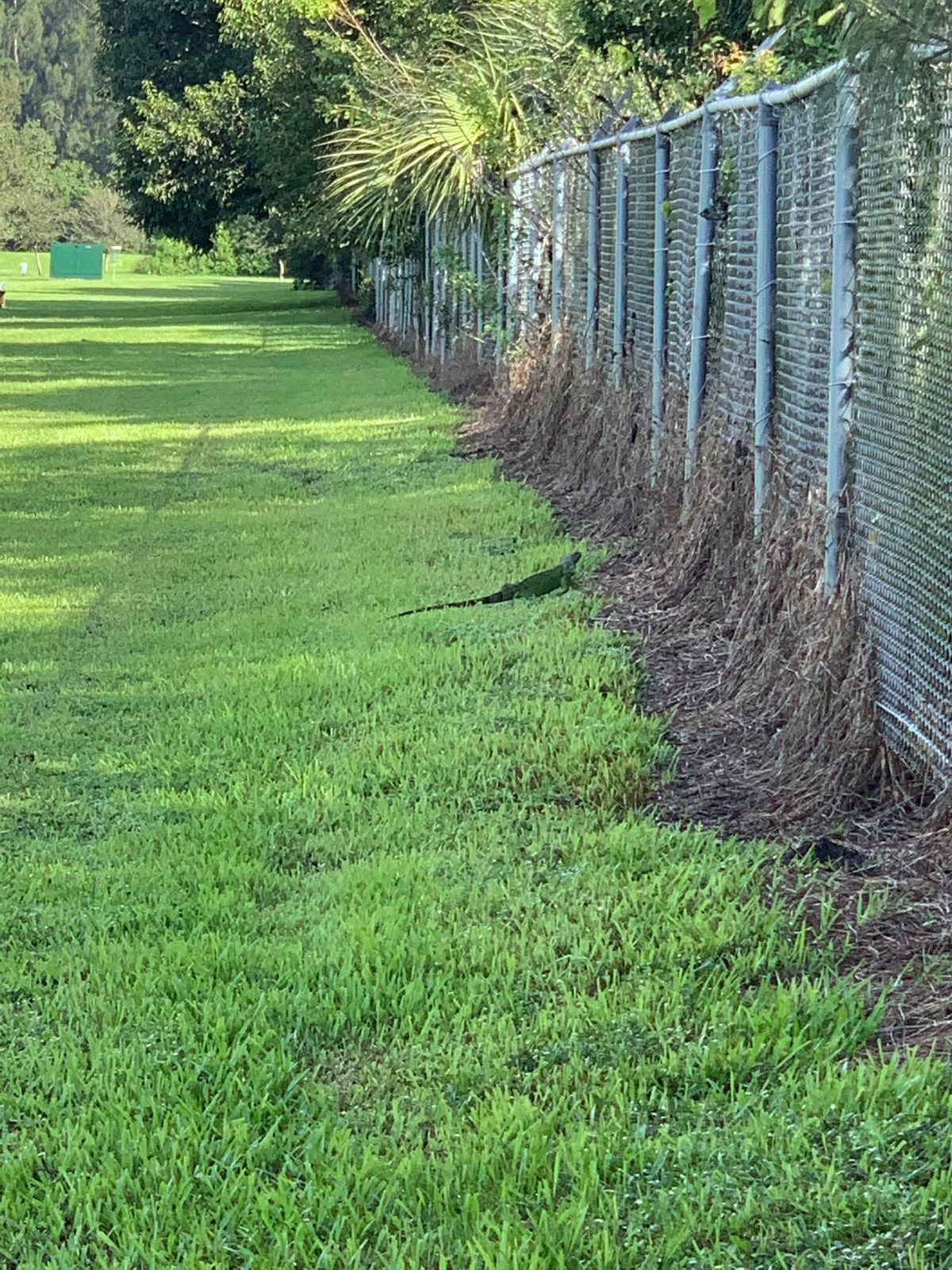 Dozens of Iguanas line the 9th hole.