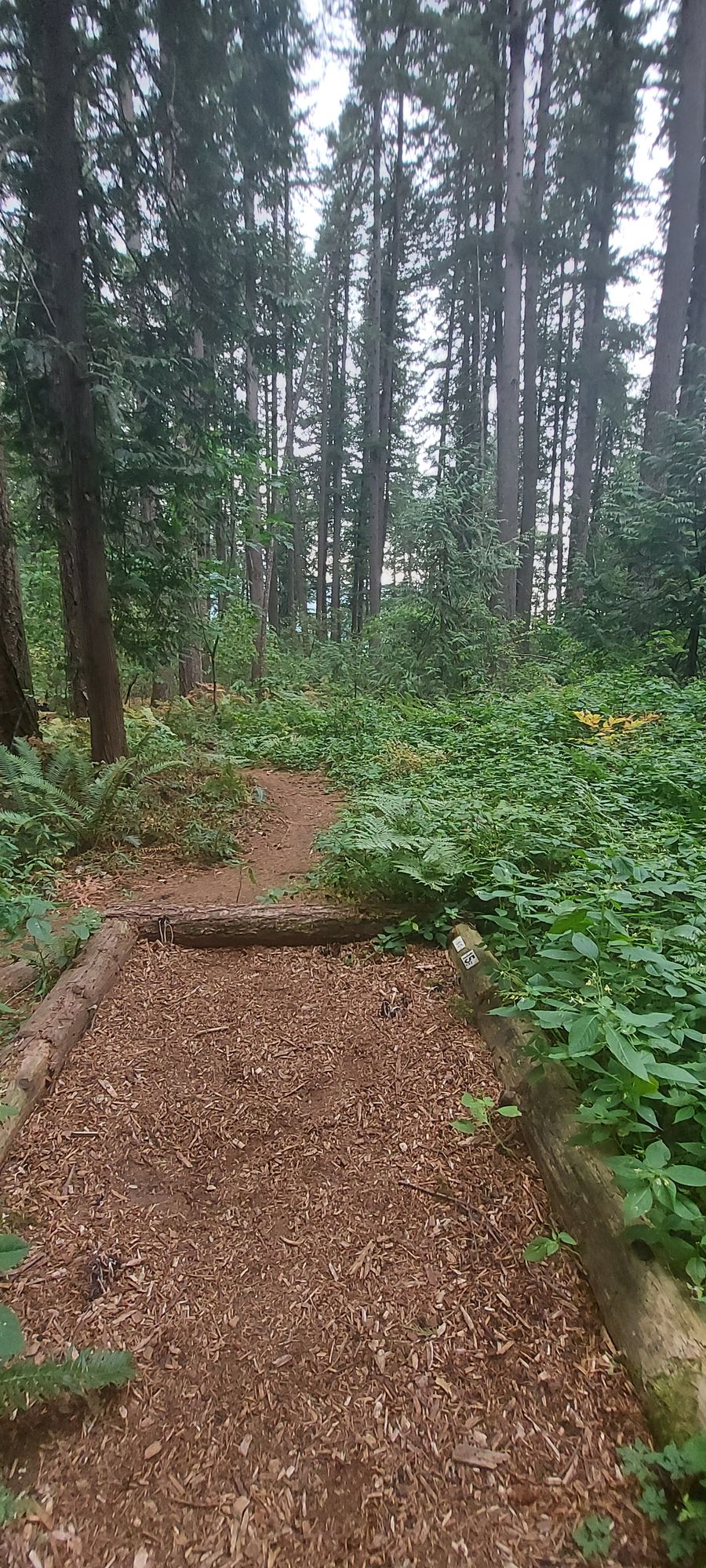 Short tee pad 15.