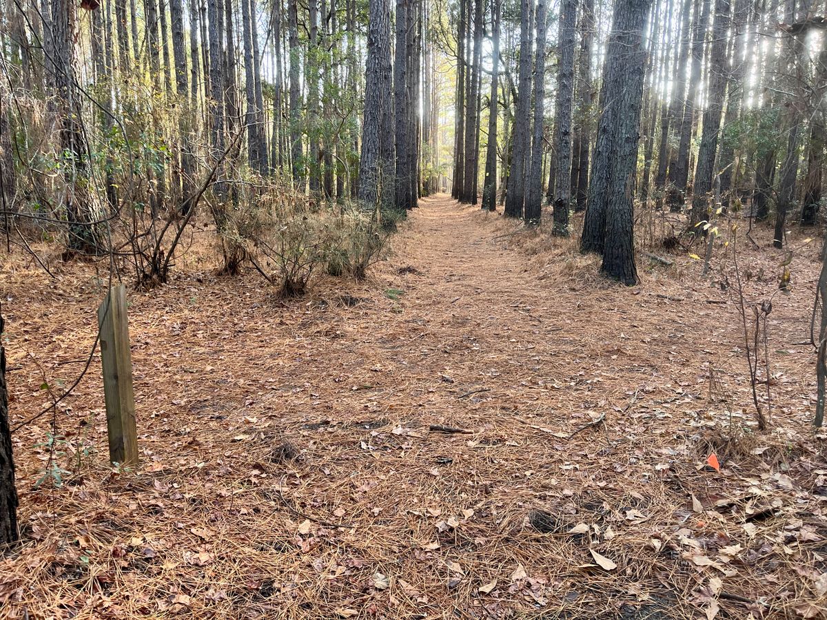 Hole 6 tee