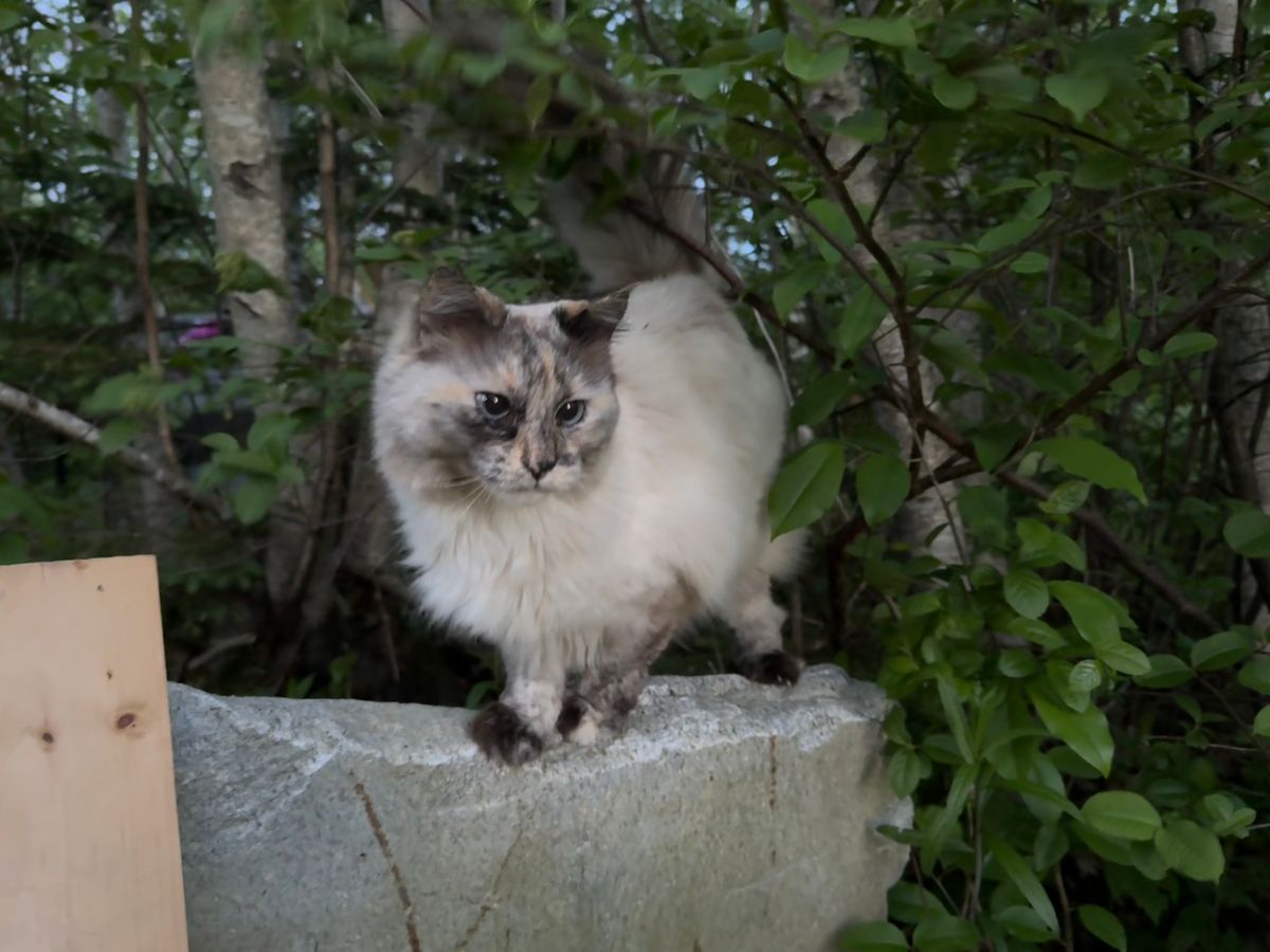 ANOTHER cat