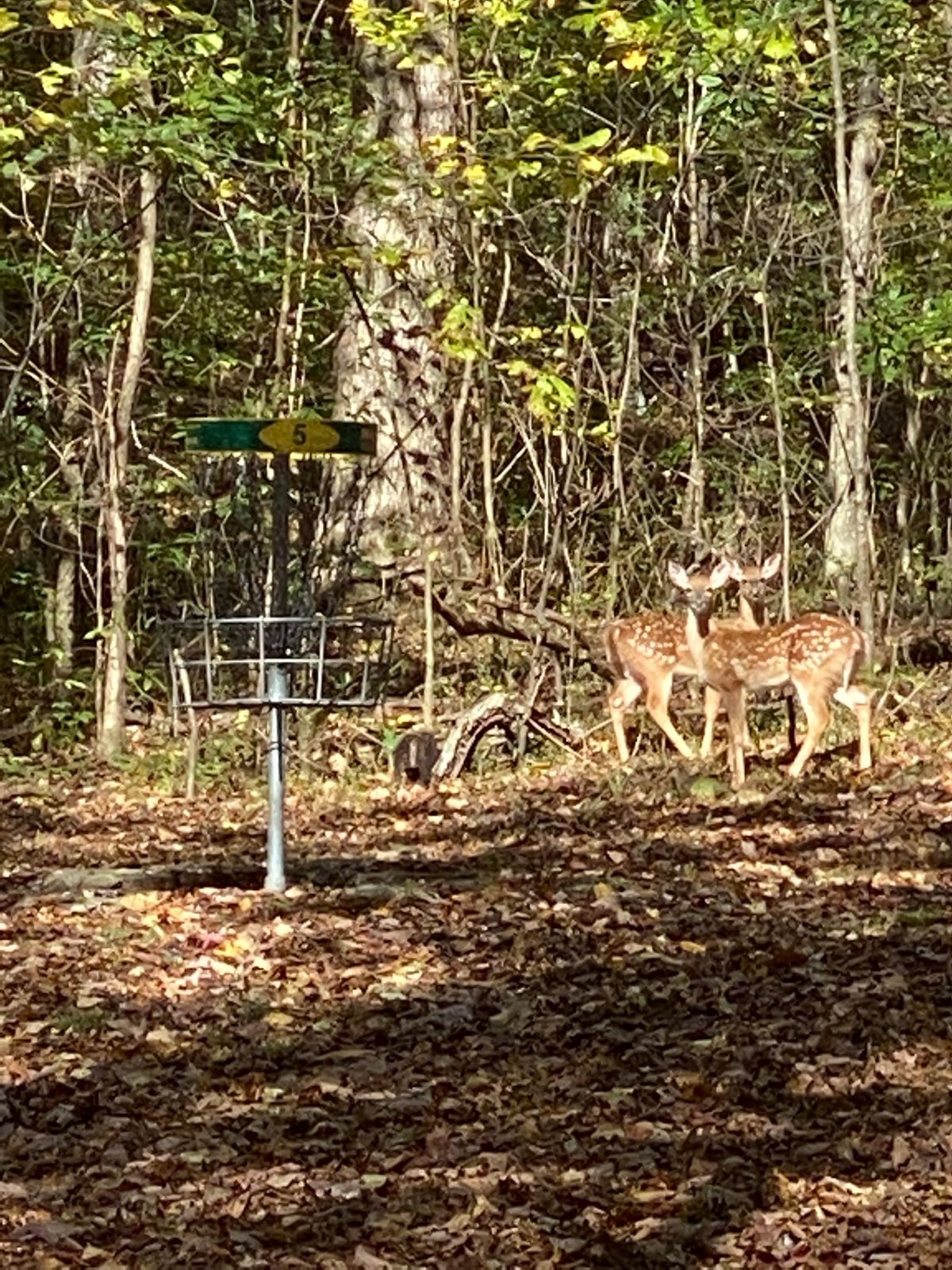 Bambi’s sisters
