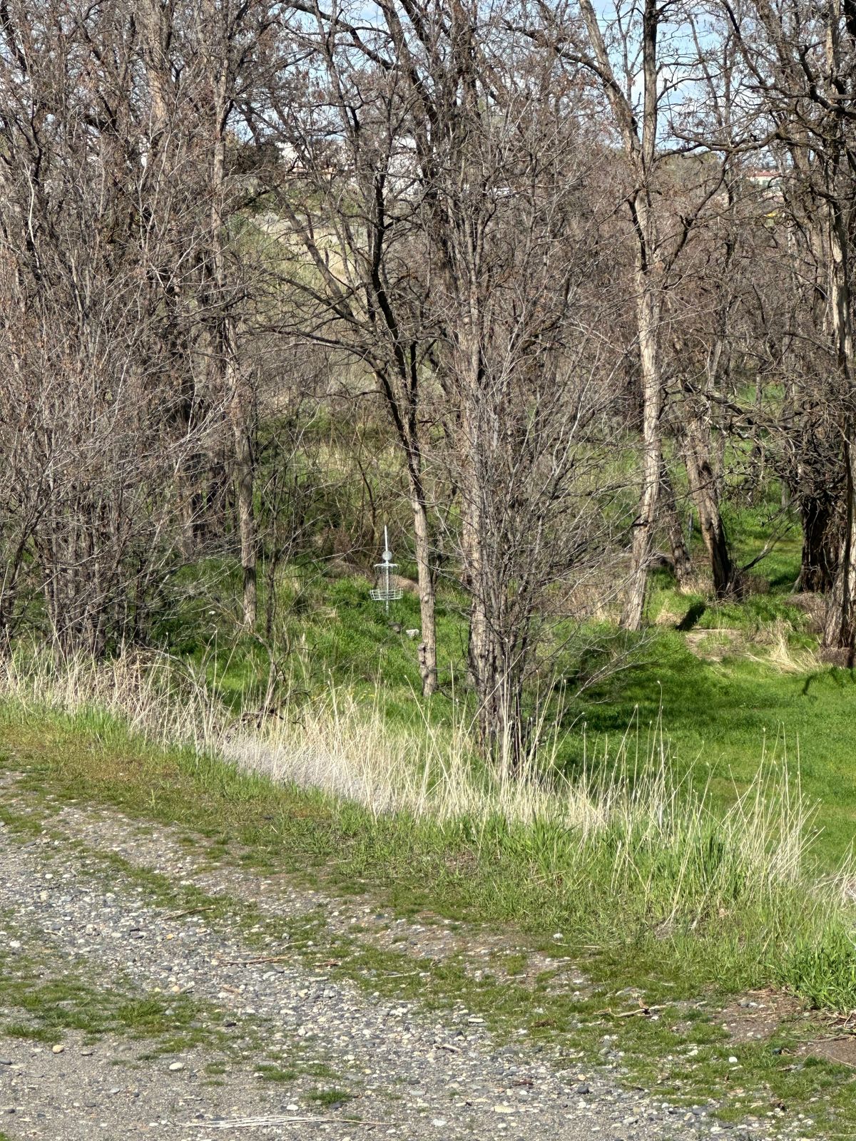 Hole 8 basket (looking down from trail to where the basket is located)
