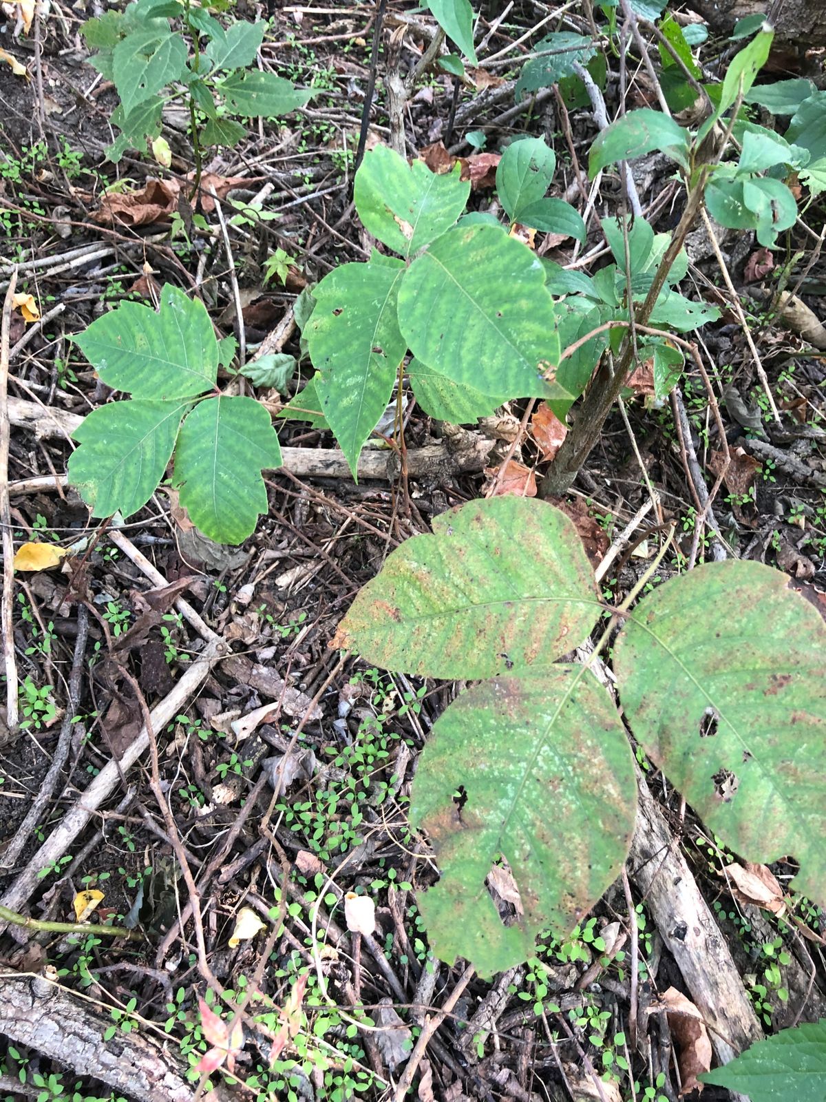Rough is full of poison ivy.