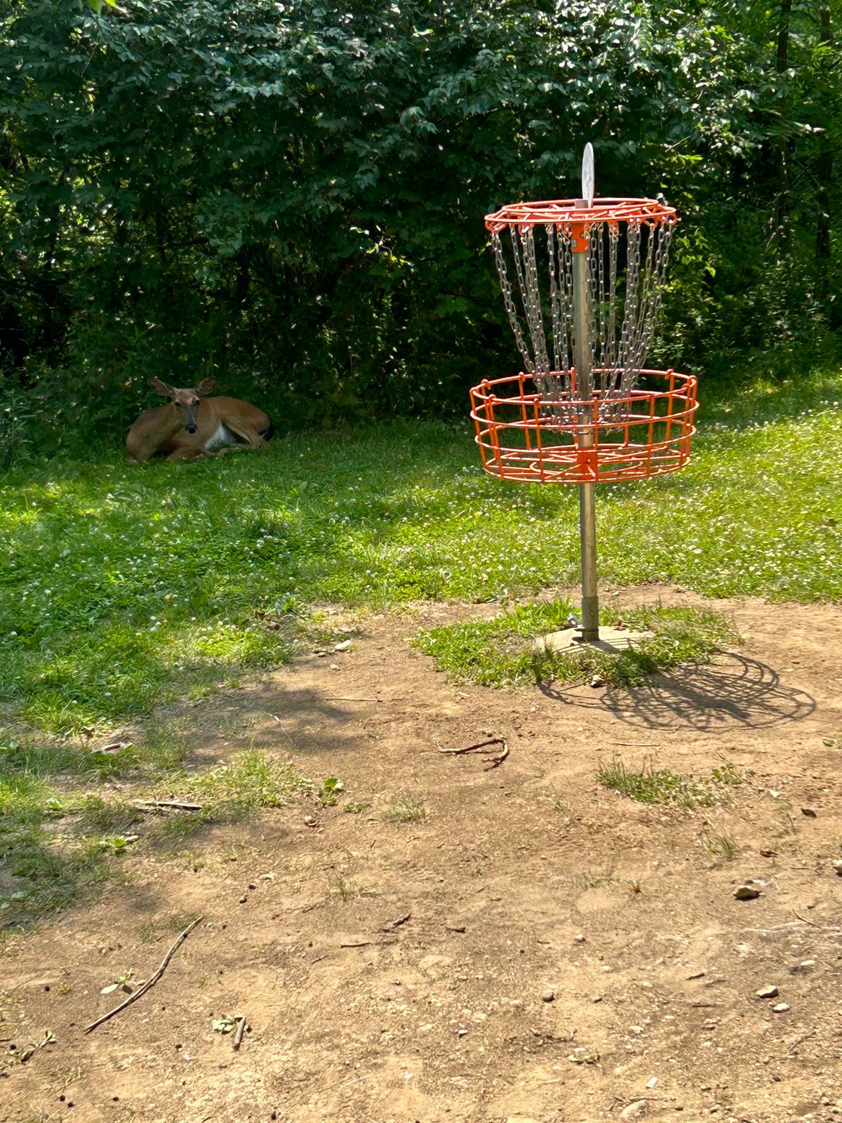 Deer by hole 12