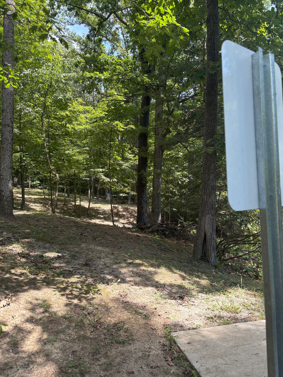 Hole 12 - looking toward basket.