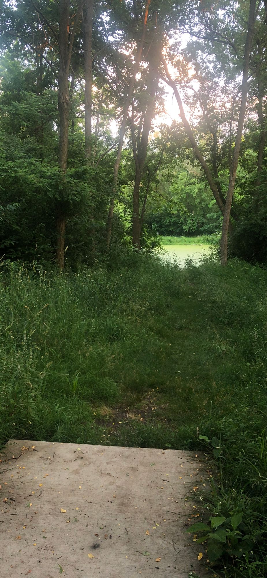 Hole 8 (Longs) Water