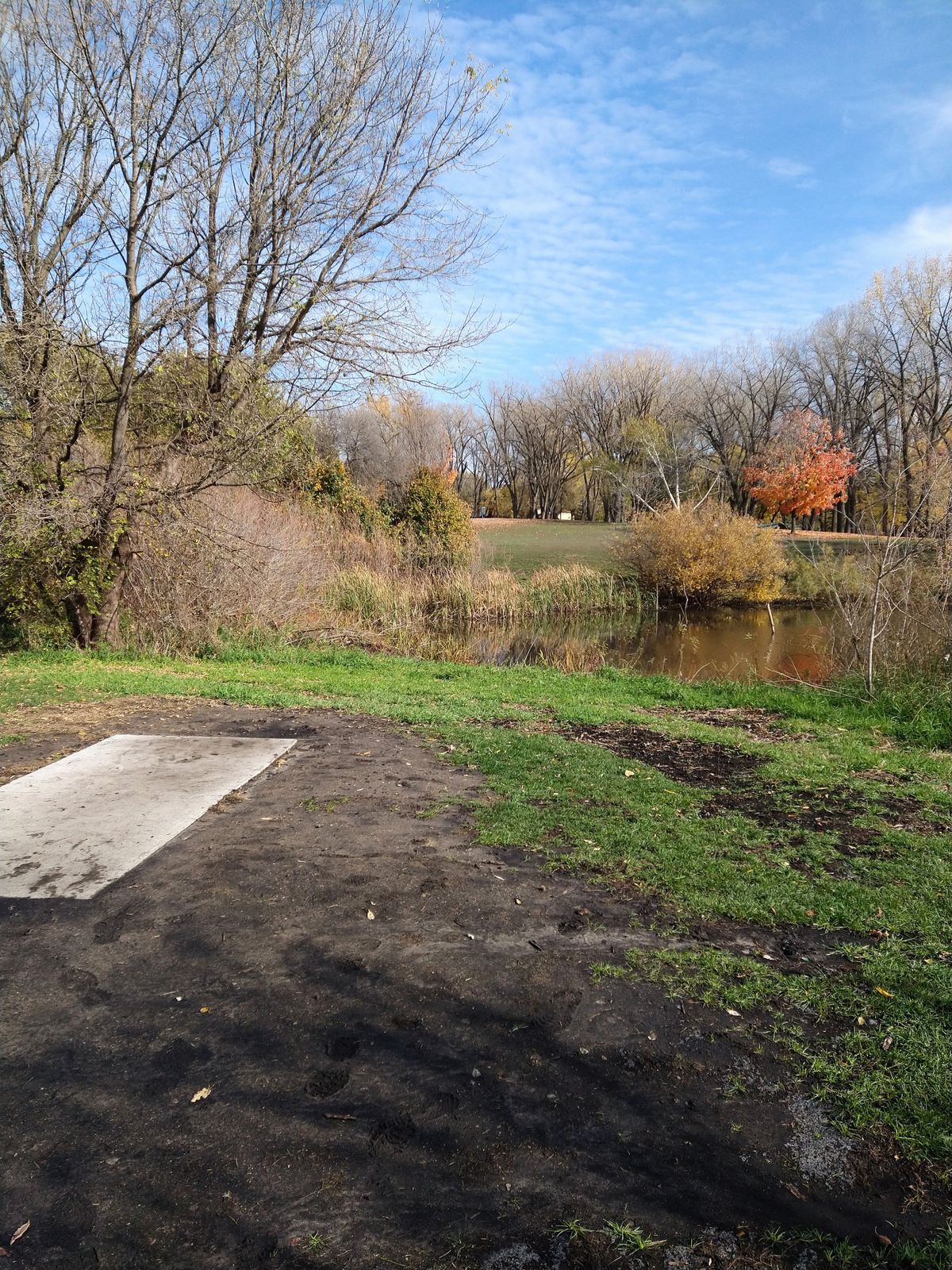 Another view of 18, fewer leaves.